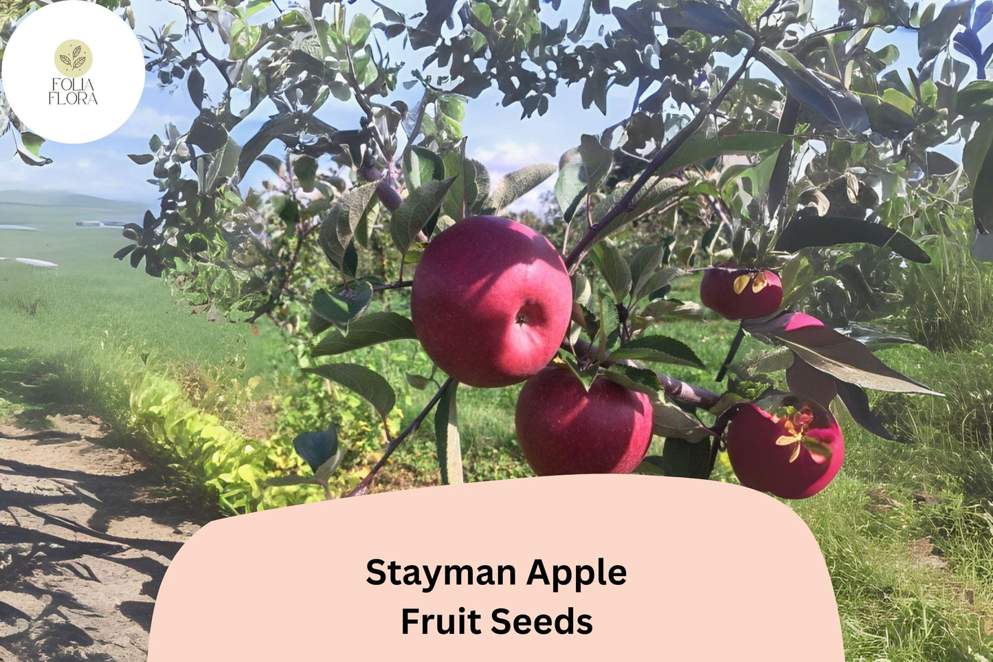 Stayman Apple Seeds, Heirloom Tart-Sweet Variety, Malus domestica, for Growing Fruit Trees