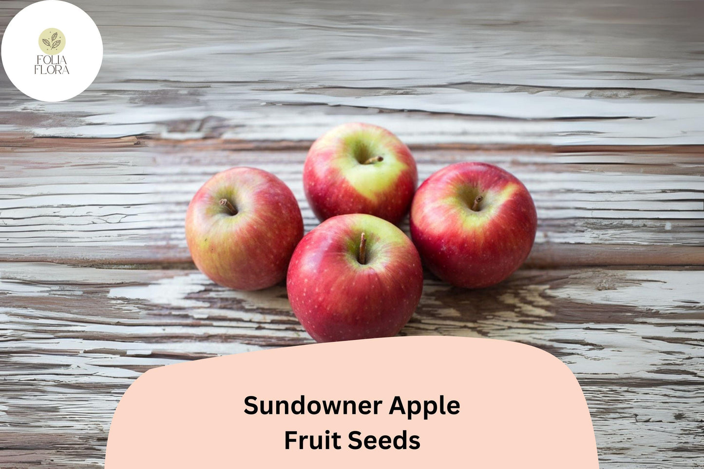 25+ Sundowner Apple Seeds | Late-Season, Sweet-Tart Malus domestica for Growing, Juicing, and Baking