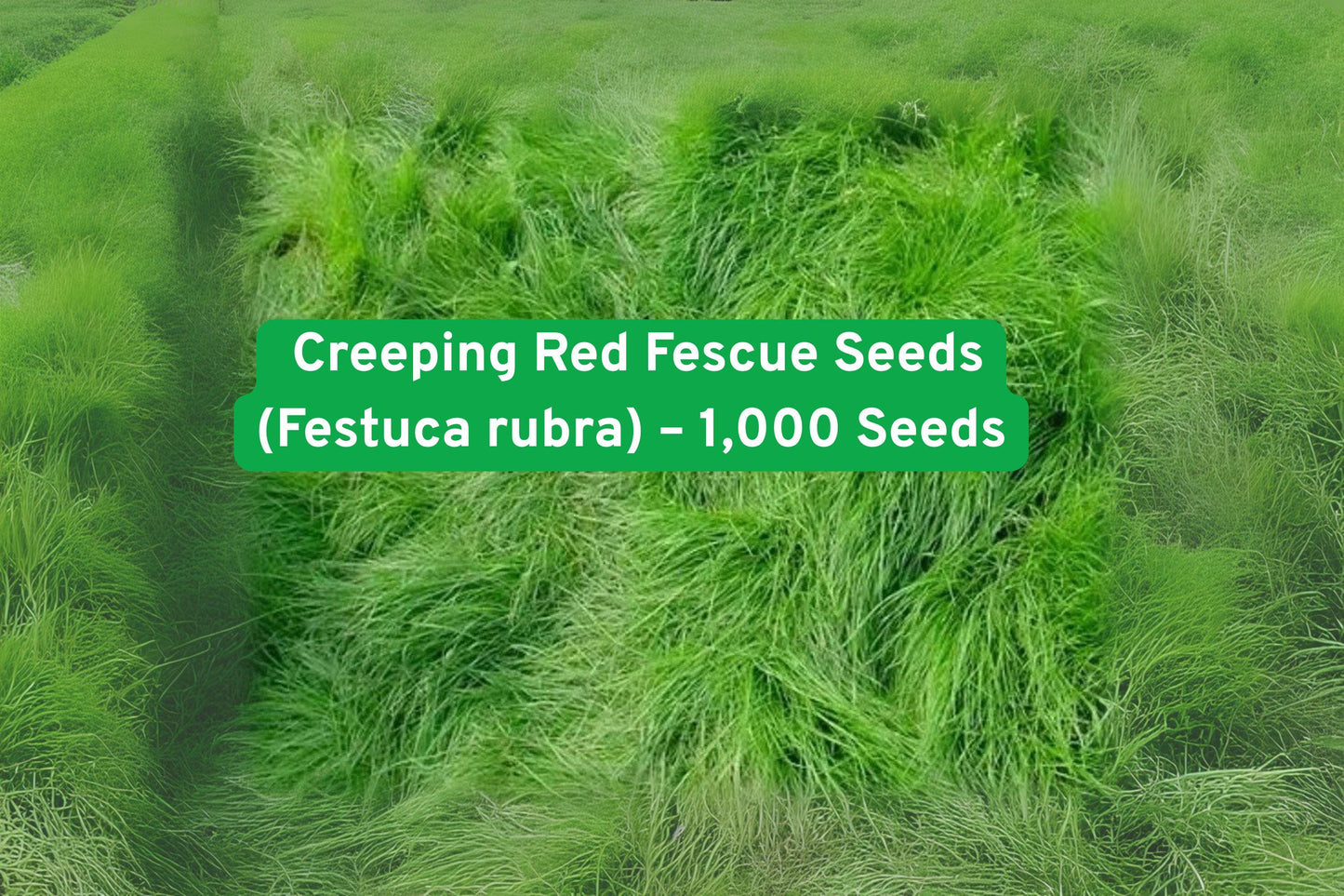 creeping red fescue, perennial grass seed, ground cover seed, lawn seed mix, erosion control seed, soft grass seed, low maintenance seed, shade tolerant grass, lush green ground, garden grass seed, forage grass seed, drought tolerant seed, eco-friendly lawn seed