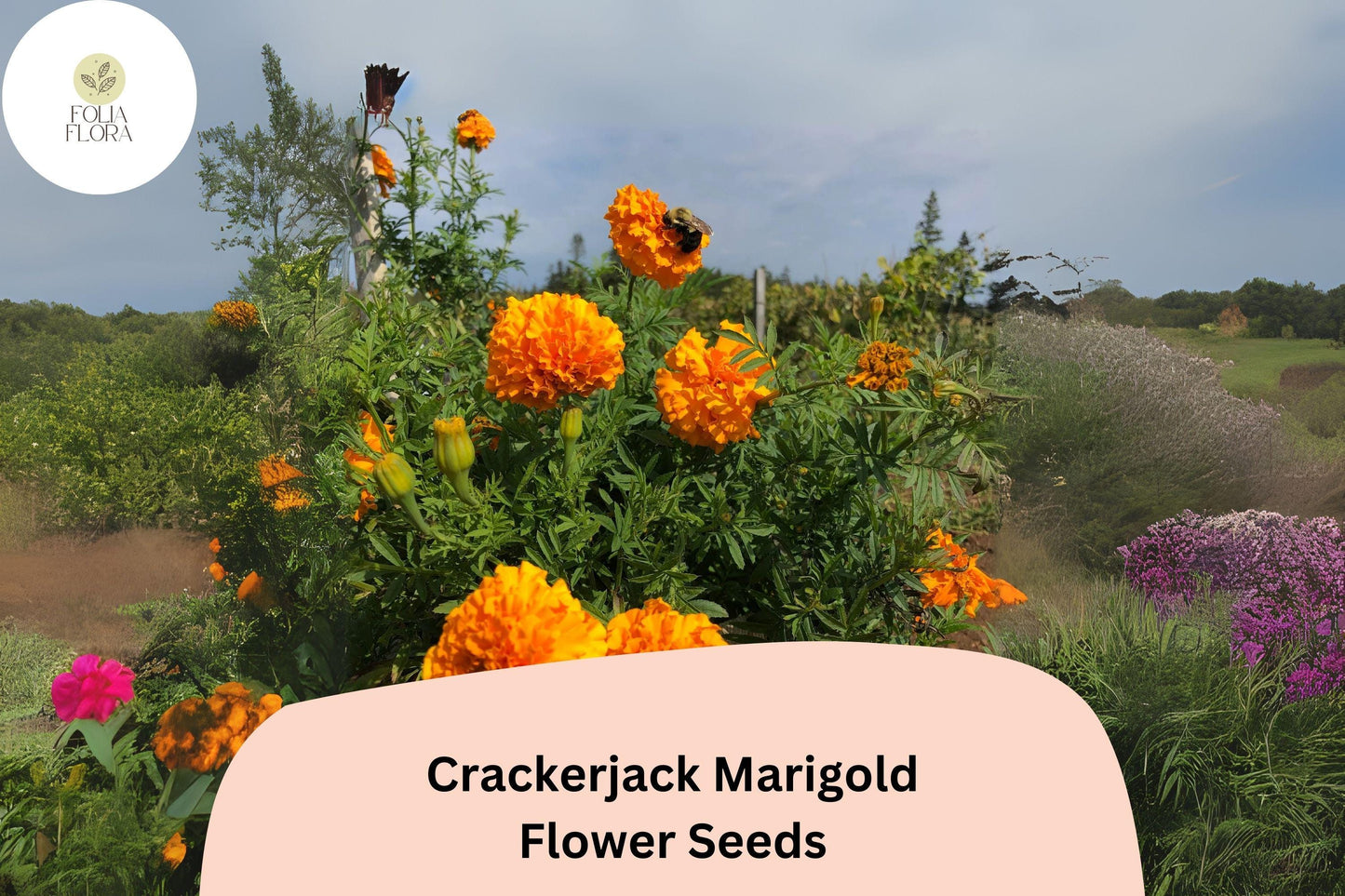 Crackerjack Marigold Seeds | Large Orange & Yellow Heirloom Flower | Tagetes erecta | Drought-Tolerant, Pollinator-Friendly Annual