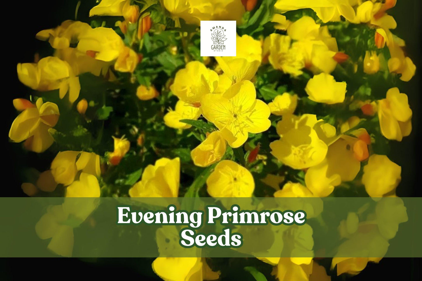 100 Evening Primrose Seeds – Oenothera biennis, Yellow Night-Blooming Wildflower for Gardens, Pollinator Attractant