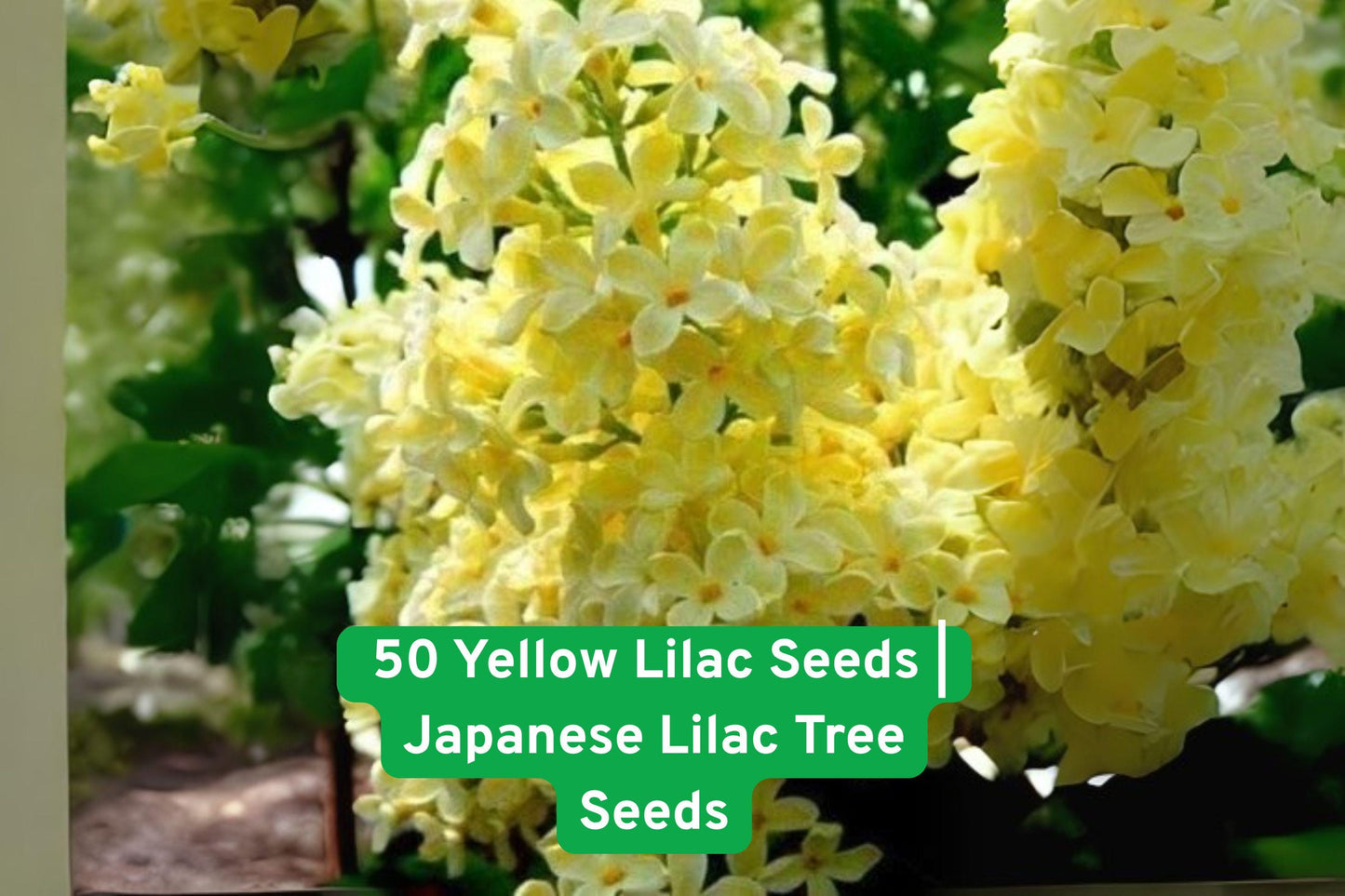 Yellow Lilac Seeds, Fragrant Tree Seeds, Bonsai Plant Seeds, Landscaping Tree Seeds, Ornamental Shrub Seeds, Yellow Flower Seeds, Syringa reticulata Seeds, Deciduous Tree Seeds, Garden Accent Seeds, Spring Bloom Seeds, Drought Tolerant Seeds, Easy Grow Tree Seeds, Yellow Bloom Tree
