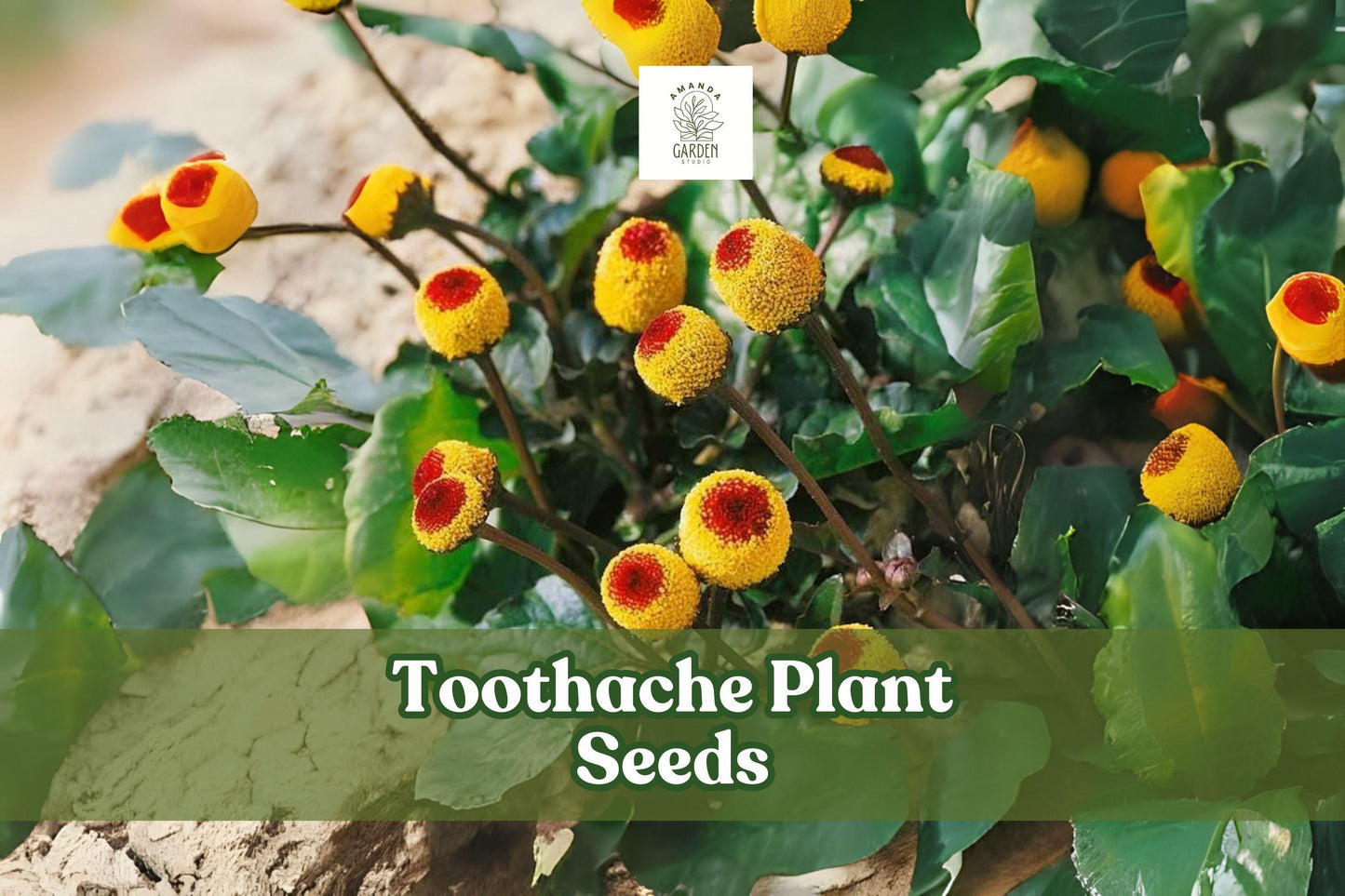 Toothache Plant Seeds – Acmella oleracea – Exotic Yellow Button Flower Seeds for Gardens and Pollinators