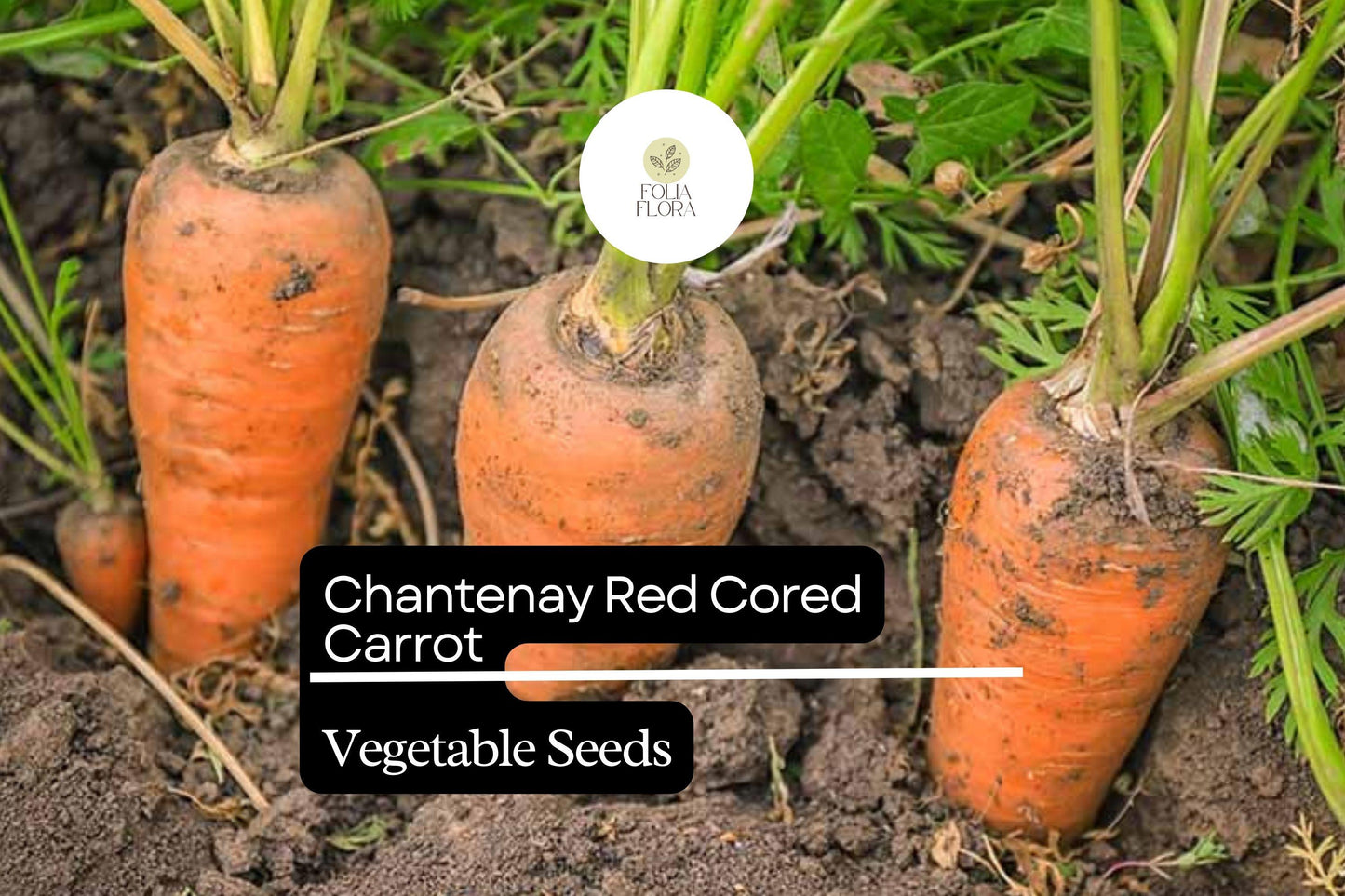 Chantenay Carrot Seeds | Heirloom Root Vegetable Pack of 1000+ | Daucus carota subsp. sativus