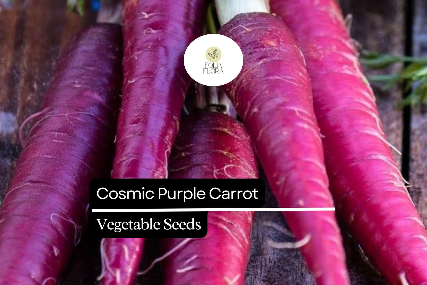 Cosmic Purple Carrot Seeds, Heirloom Root Vegetable, Deep Purple Skin, Orange Core, Daucus carota subsp. sativus