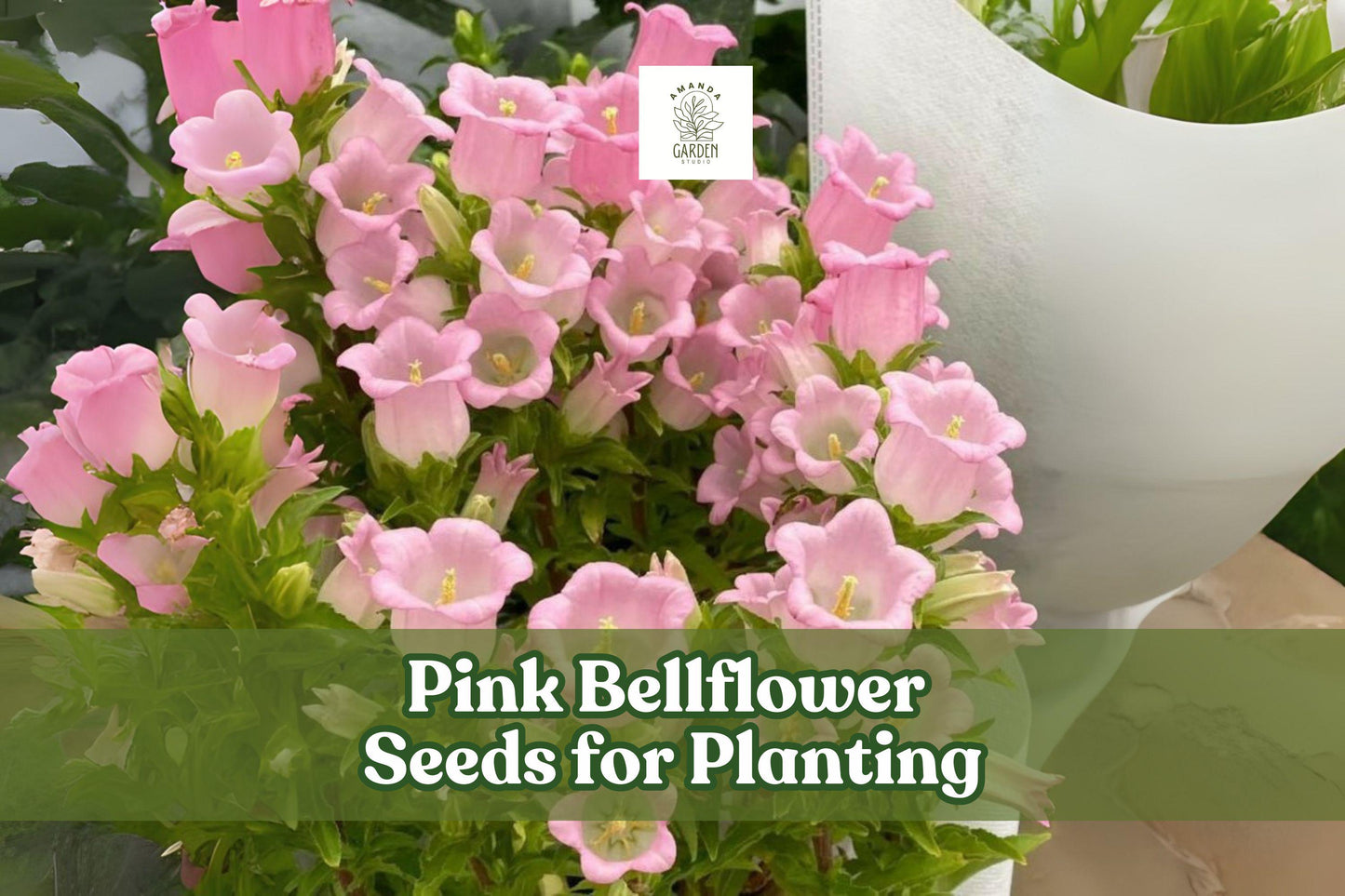 Pink Bellflower Seeds – Campanula medium – Cottage Garden, Borders, Cut Flowers, Pink, Biennial