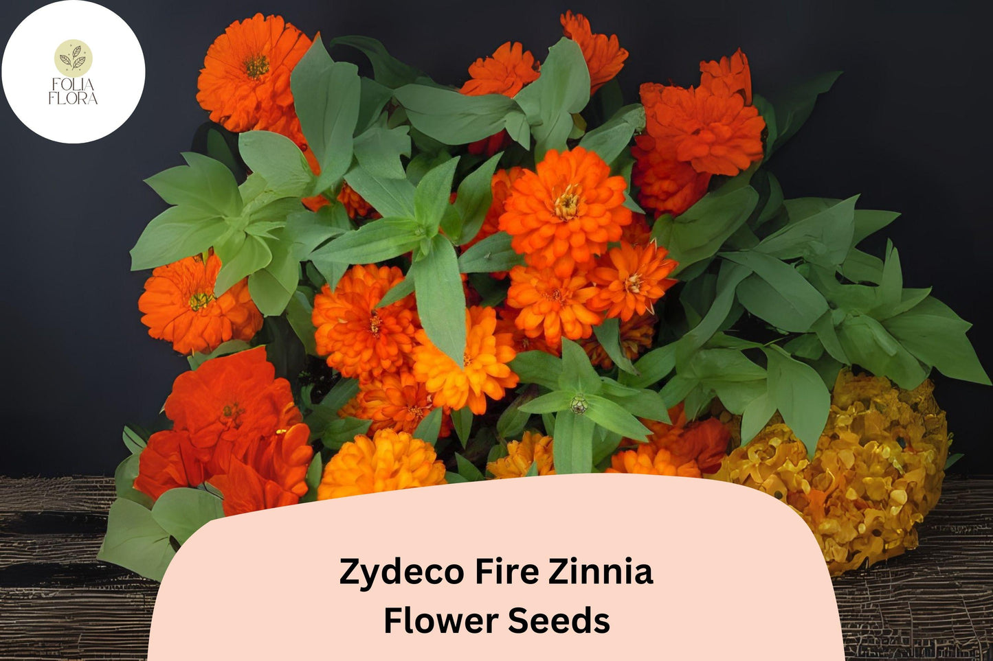 Zydeco Fire Zinnia Seeds | Red-Orange Blooms | Cut Flower & Garden Bed Variety | Zinnia elegans