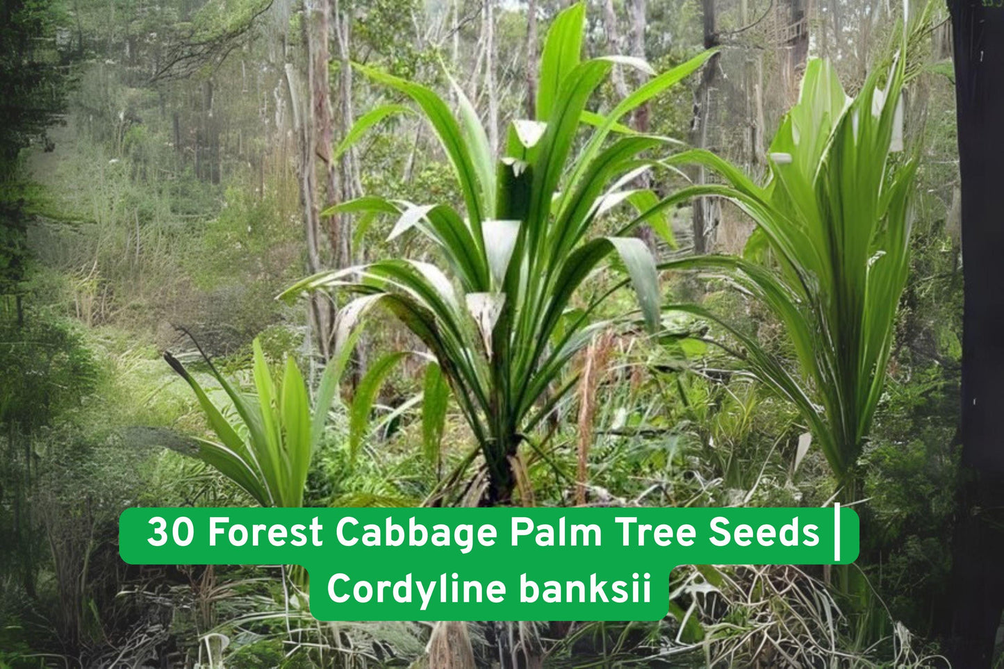 tropical palm seeds, Cordyline banksii, exotic plant seeds, lush foliage seeds, container gardening seeds, tropical landscape seeds, hardy palm seeds, green leaf seeds, garden tree seeds, ornamental plant seeds, large container seeds, easy grow palm seeds, Iowa plant seeds