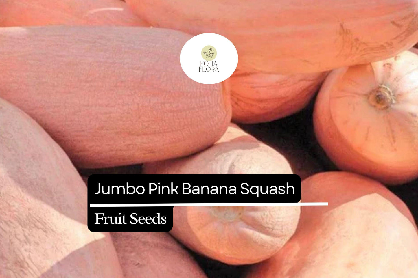 Banana Squash Seeds | Large Winter Squash for Baking & Roasting | Cucurbita maxima, Pinkish-Orange Skin