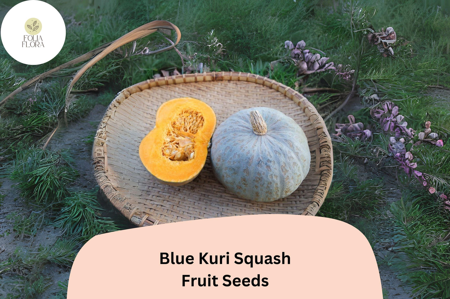 Blue Kuri Squash Seeds | Cucurbita Maxima, Teardrop-Shaped Winter Garden Planting, 25+ Seeds