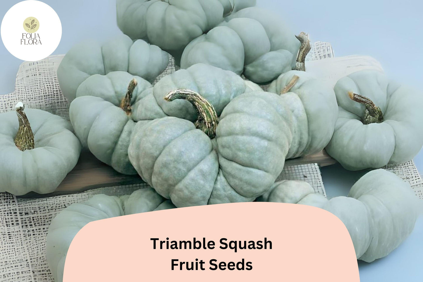 Triamble Squash Seeds | Rare Heirloom Winter Squash with Blue-Green Fruits | Cucurbita maxima