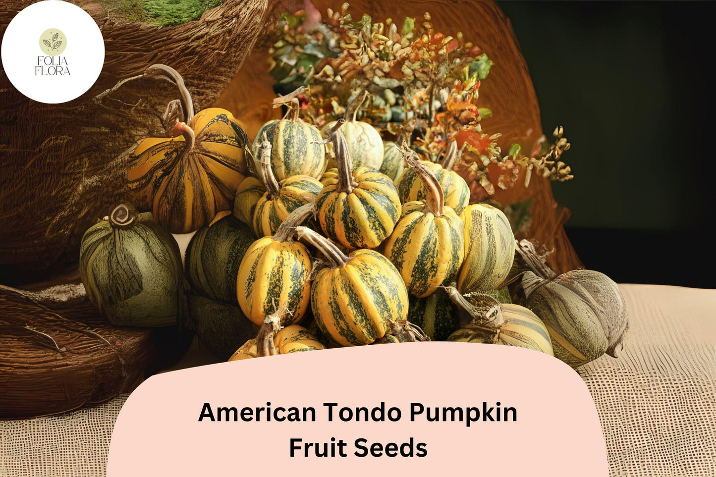 American Tondo Pumpkin Seeds | Heirloom Cucurbita maxima | Green & Orange Striped Winter Squash for Cooking & Decor