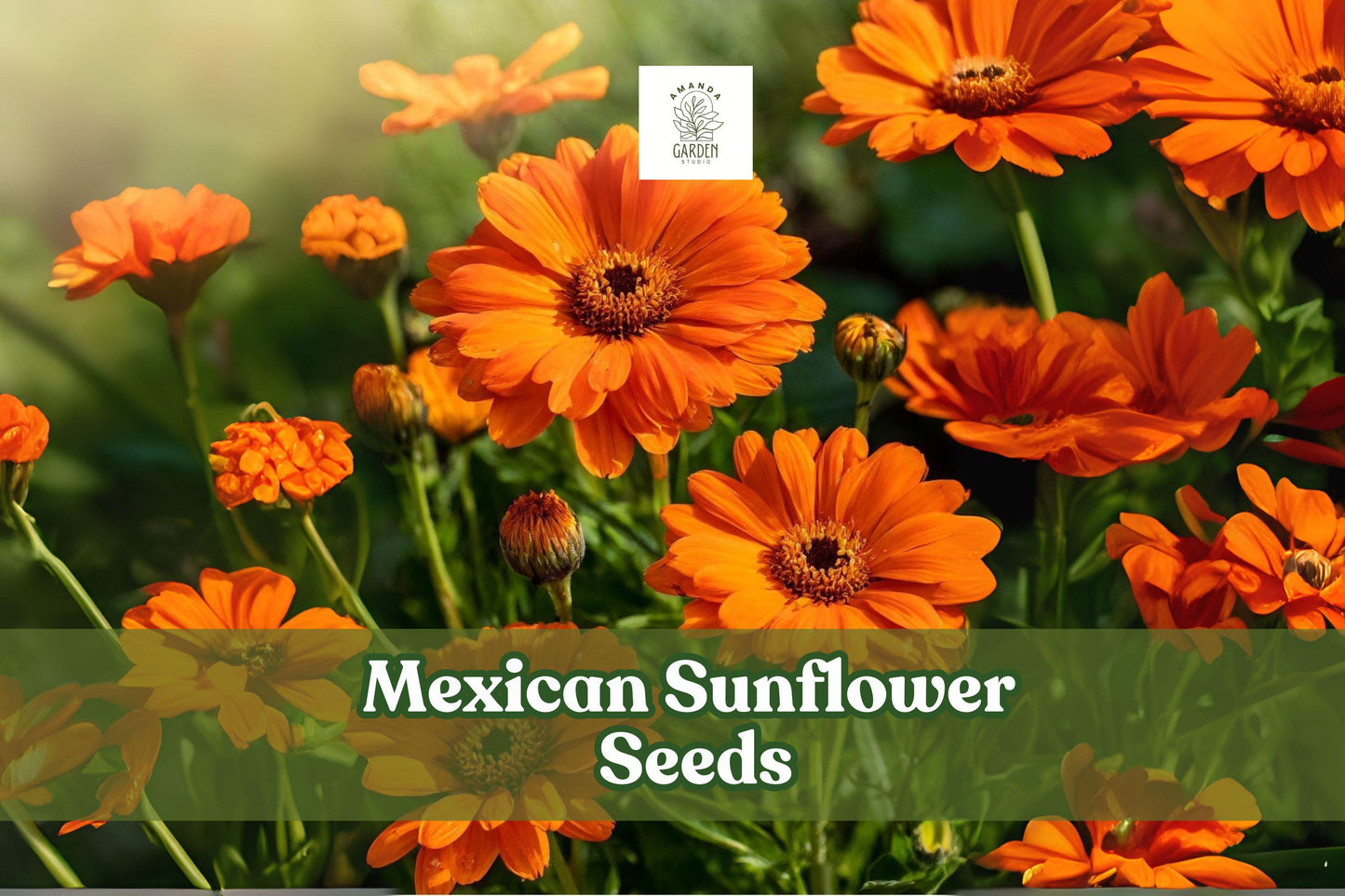 Mexican Sunflower Seeds – Tithonia rotundifolia – Bright Orange Annual for Pollinator Gardens and Cut Flowers
