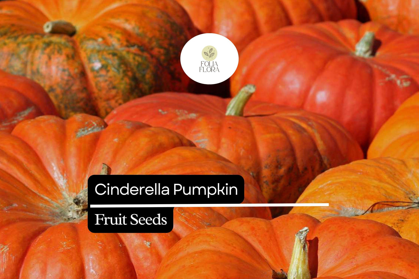 Cinderella Pumpkin Seeds | Heirloom Rouge Vif d’Etampes | Cucurbita maxima | Fall Decor & Cooking