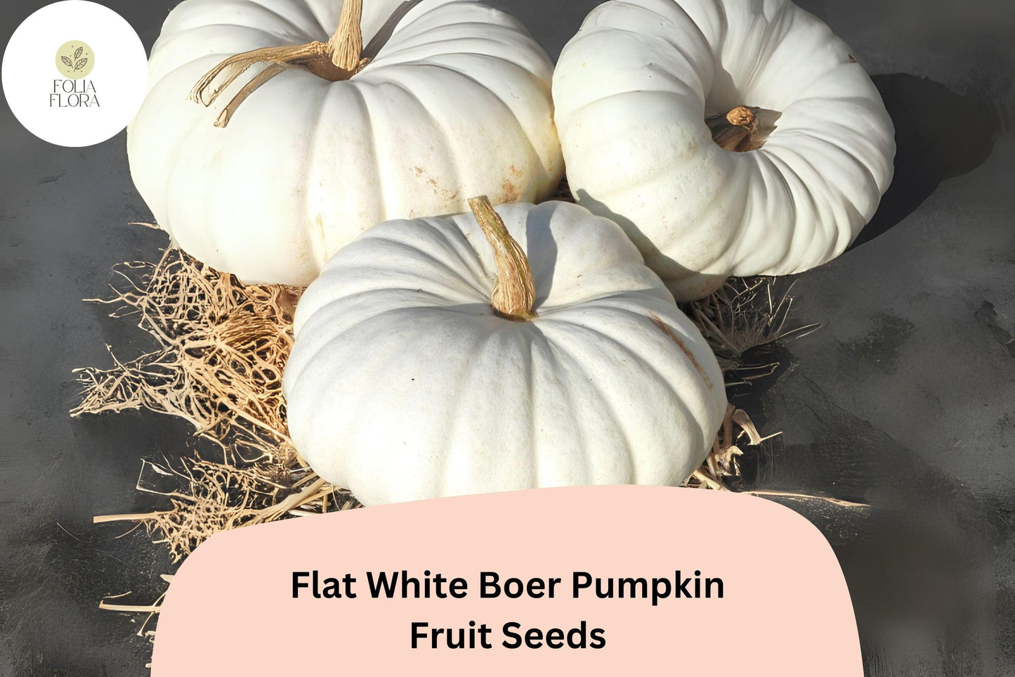 Flat White Boer Pumpkin Seeds – Heirloom South African Cucurbita maxima, Creamy White Skin, Large Vining Pumpkin, 25+ Seeds