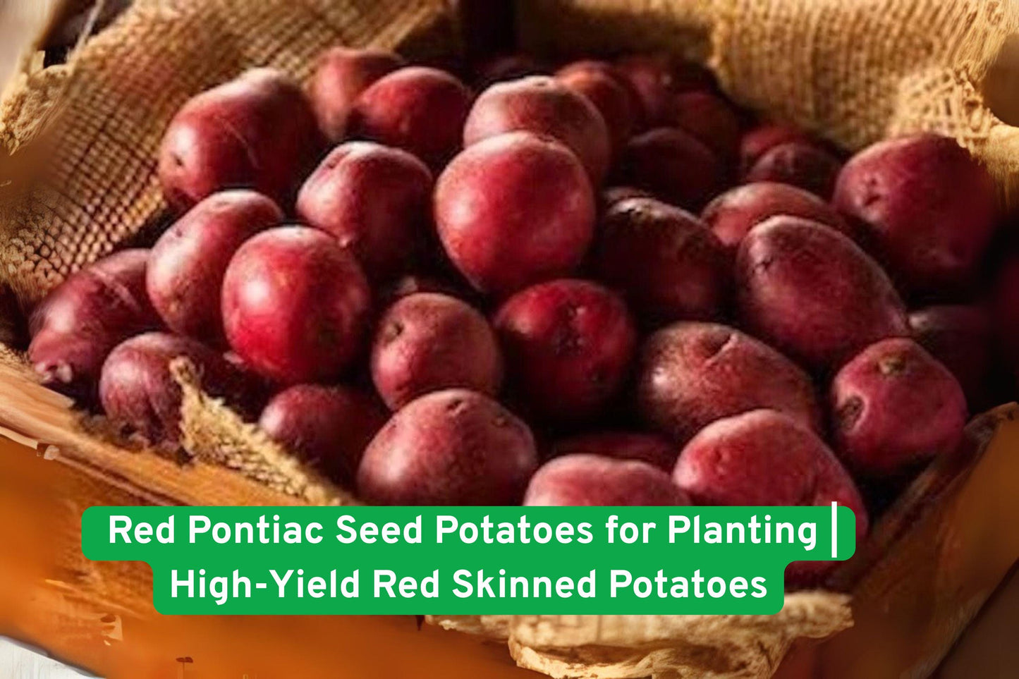 red potato seeds, seed potatoes for planting, high yield seed tubers, garden potato seeds, versatile cooking potatoes, disease resistant seed potatoes, raised bed potato seeds, container gardening potatoes, red skin seed potatoes, beginner friendly seed tubers, organic seed potatoes, all purpose seed potatoes, home garden potato seeds