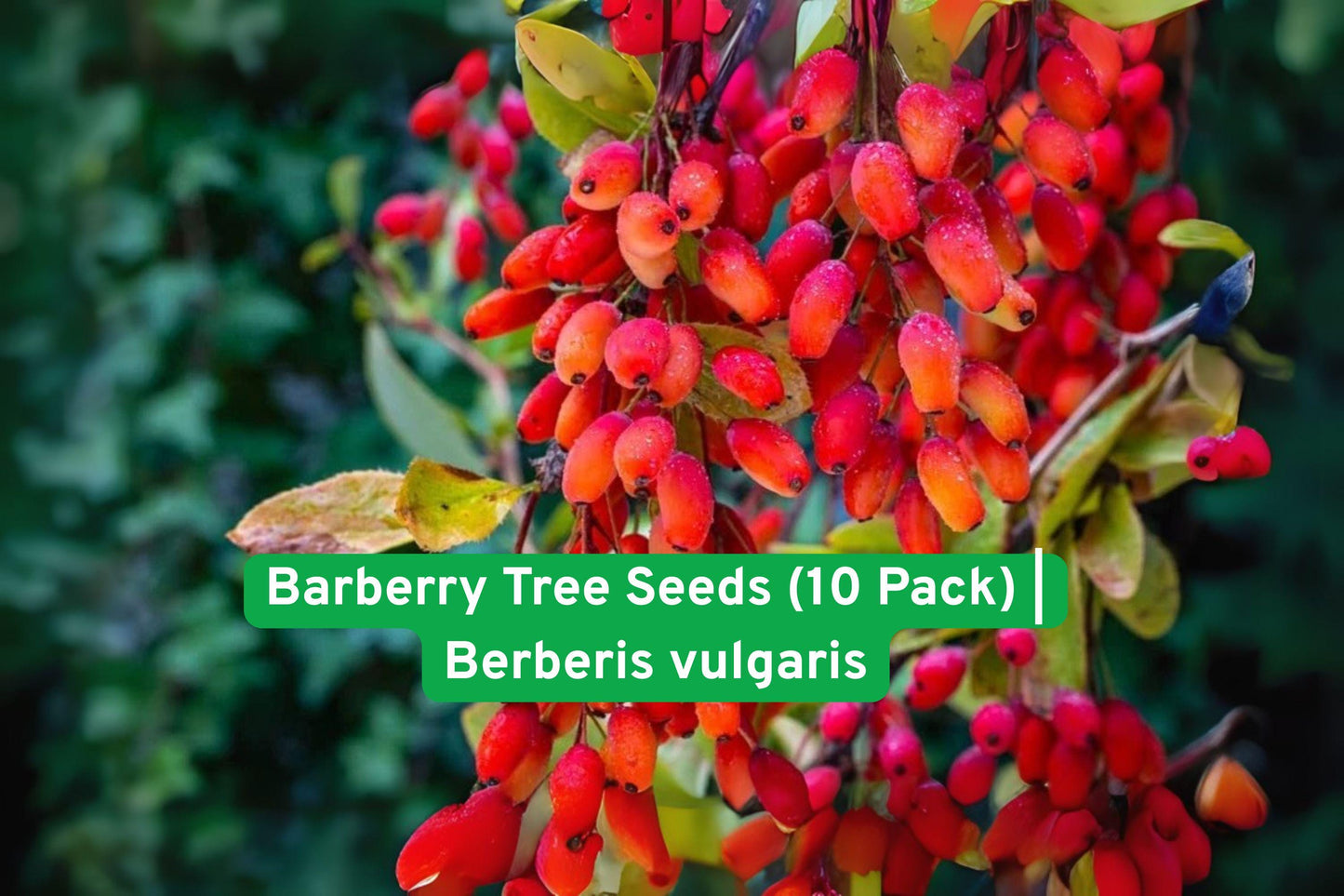 barberry seeds, edible berry shrub, ornamental hedge plant, wildlife garden shrub, hardy berry plant, decorative foliage shrub, edible red berries, landscape shrub seeds, drought tolerant plant, rare garden shrub, full sun shrub, pollinator friendly plant, versatile garden shrub