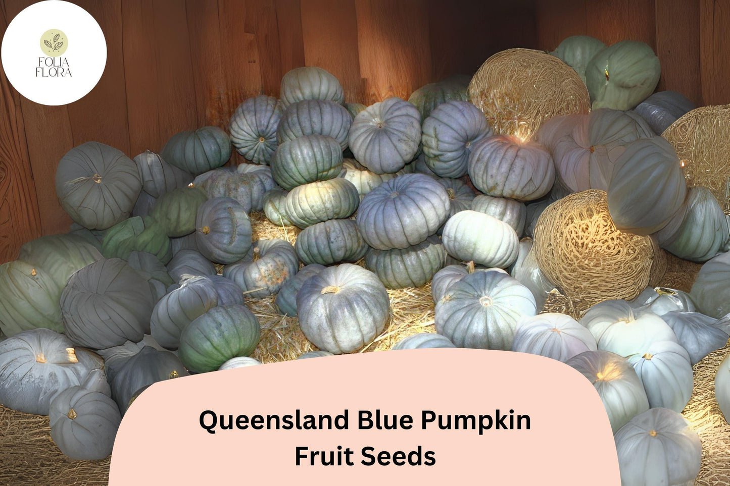 25+ Queensland Blue Pumpkin Seeds, Heirloom Cucurbita maxima, Blue-Green Rind, Cooking & Storage