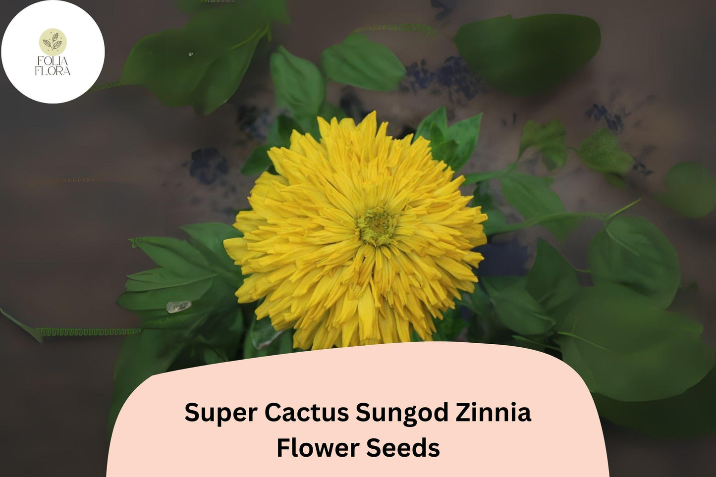 Super Cactus Sungod Zinnia Seeds - Large Yellow Blooms, Heirloom Non-GMO, Zinnia elegans, Pollinator Attracting, Cut Flower, Annual