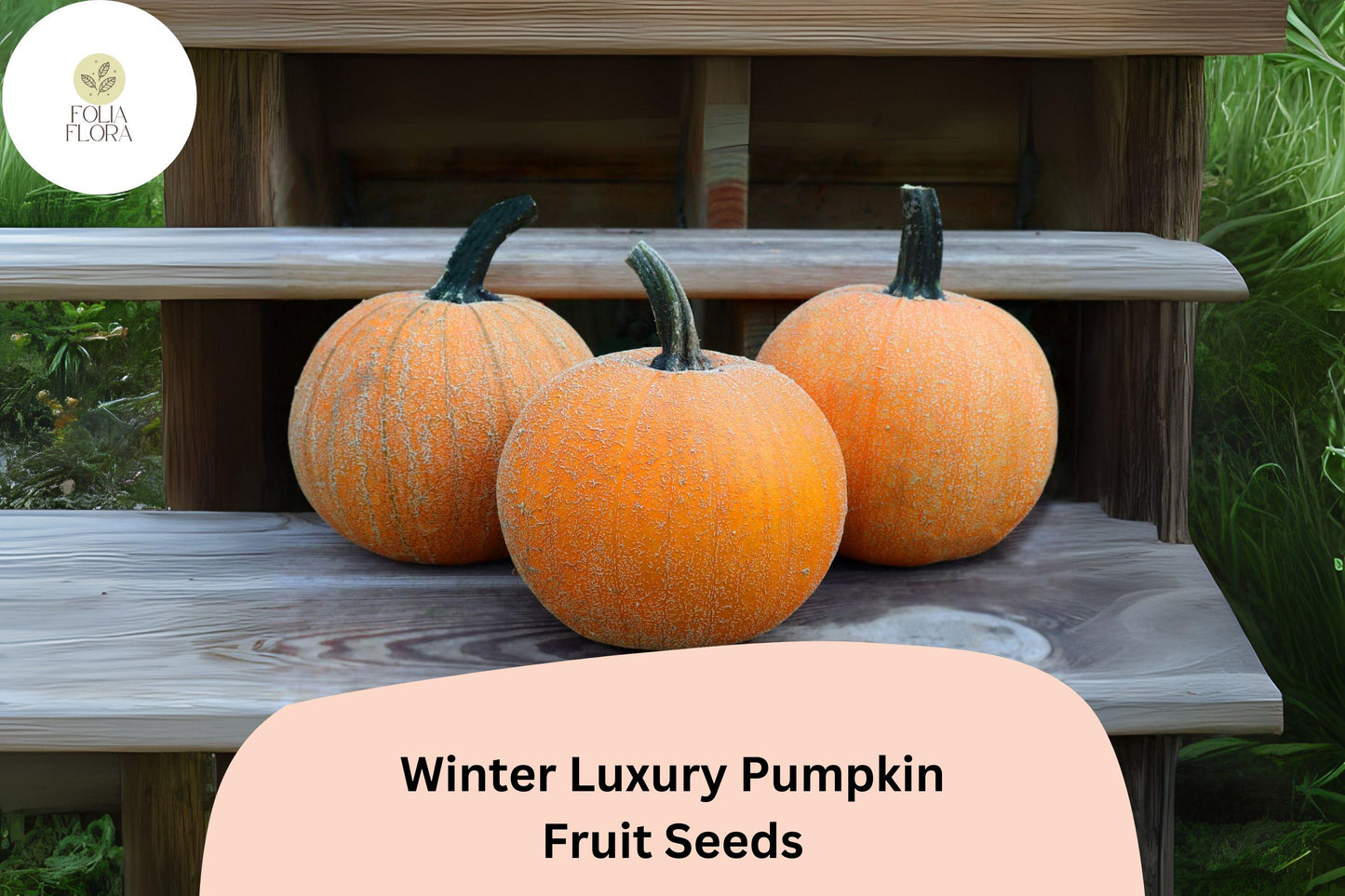 Winter Luxury Pumpkin Seeds 25+ | Heirloom Cucurbita pepo for Pies & Baking