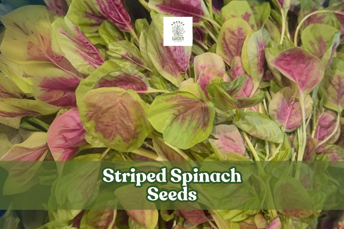 500 Striped Spinach Seeds – Yin Cho Callaloo Amaranthus spp. Nutritious Leafy Green for Gardening and Cooking