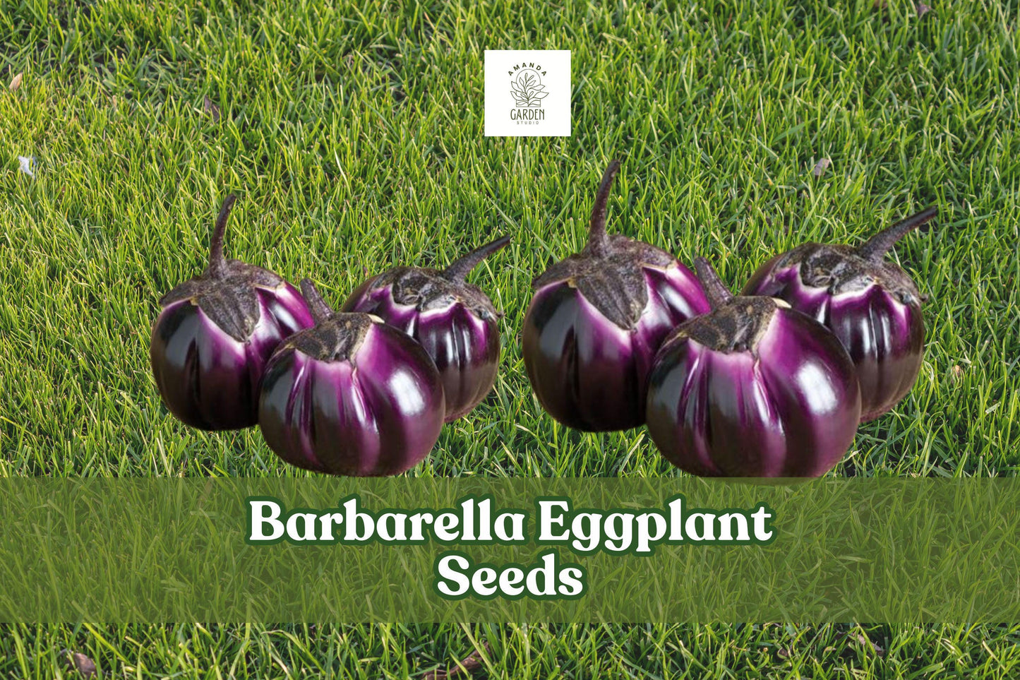 50 Barbarella Eggplant Seeds – Non-GMO Exotic Round Purple Solanum melongena for Gardening & Cooking