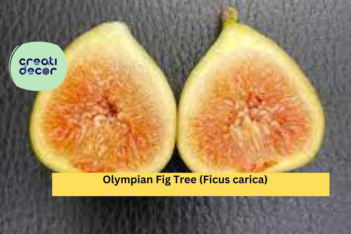 Olympian Fig Tree Live Starter Plant – Bare Root Ficus carica Hardy Fruit Tree with Large Sweet Figs for Garden or Container