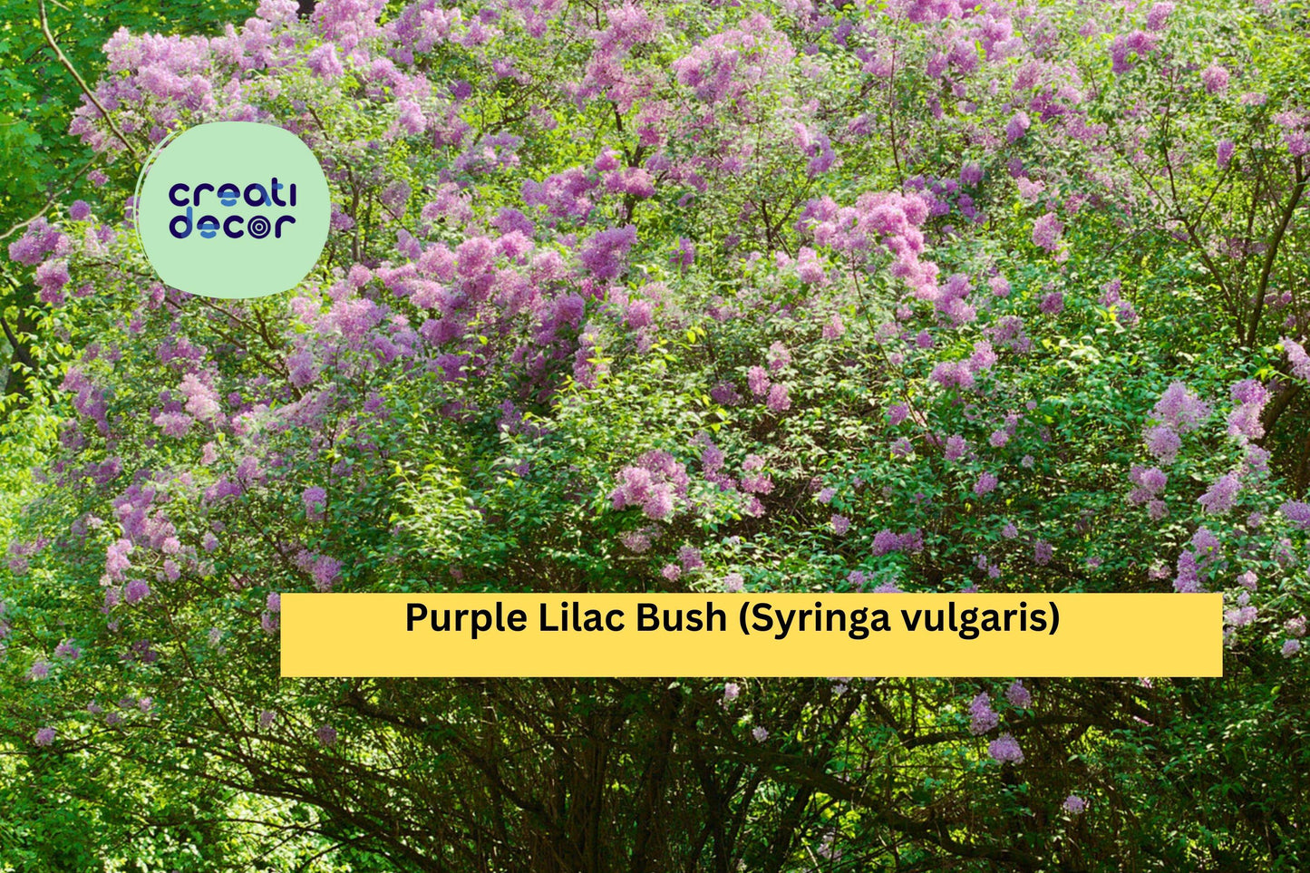 5 Purple Lilac Bushes – Live Bare Root Syringa vulgaris Shrubs with Fragrant Spring Blooms for Garden Borders and Landscaping