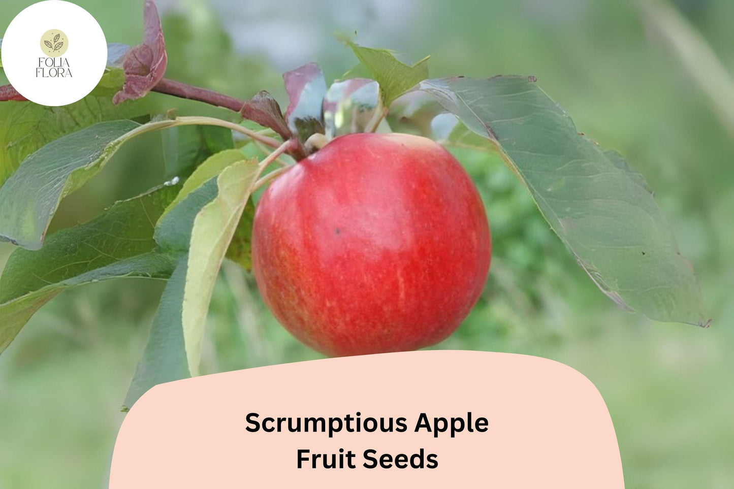 Scrumptious Apple Seeds, Rare Heirloom Variety, Malus domestica, for Home Garden, Fresh Eating, Baking, Juicing