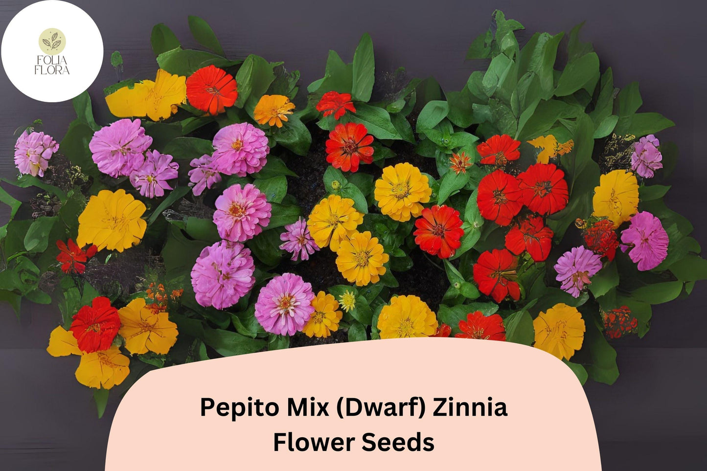 Pepito Mix Zinnia Seeds – Dwarf Zinnia elegans, Bright Colorful Flowers, Butterfly Attracting, Non-GMO, Easy-Grow Annual