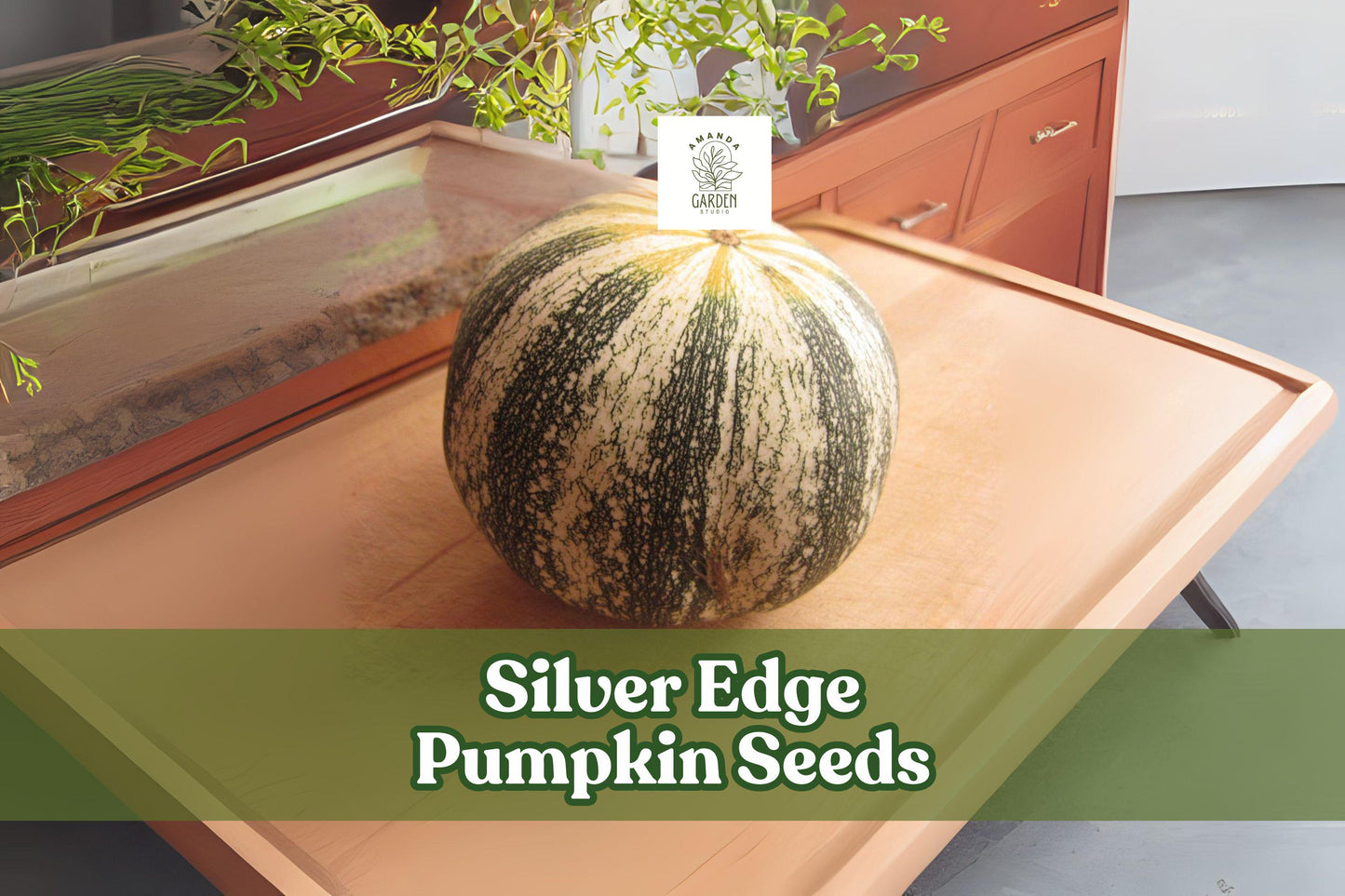 Silver Edge Pumpkin Seeds, Striped Heirloom Squash, Cucurbita pepo var. argyrosperma, Non-GMO, Fall Harvest, Edible Seeds, Easy Grow