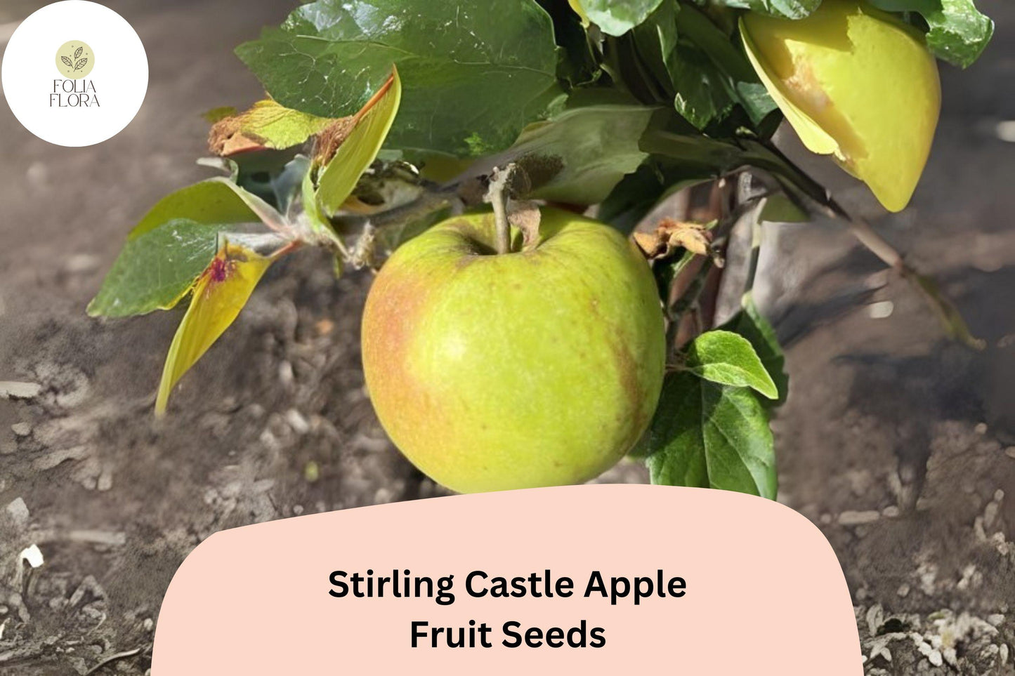 Stirling Castle Apple Seeds | Heirloom Scottish Malus domestica for Cooking & Fresh Eating