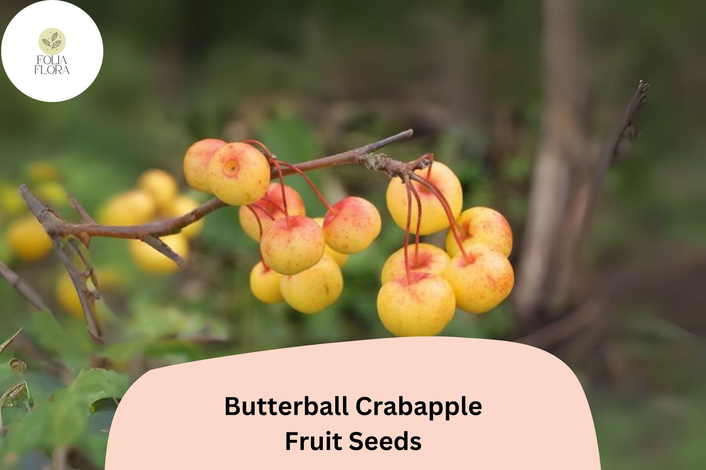 Butterball Crabapple Seeds | Malus ‘Butterball’ | Ornamental Tree with White Blossoms & Yellow Fruit