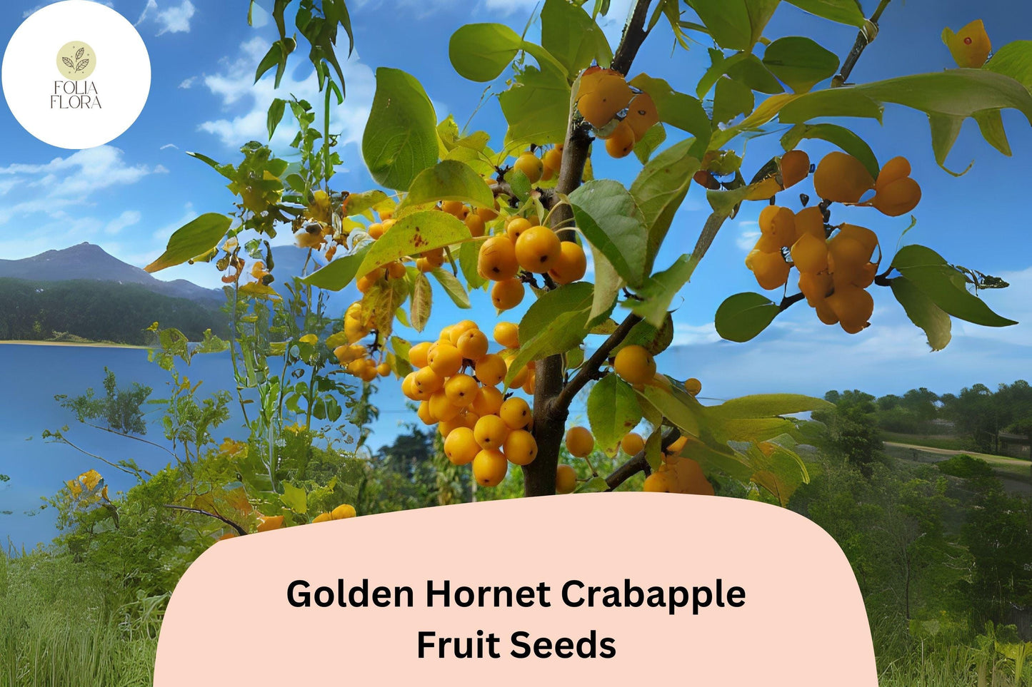Golden Hornet Crabapple Seeds | Ornamental Tree with White Spring Flowers & Golden-Yellow Fruit | Malus ‘Golden Hornet’