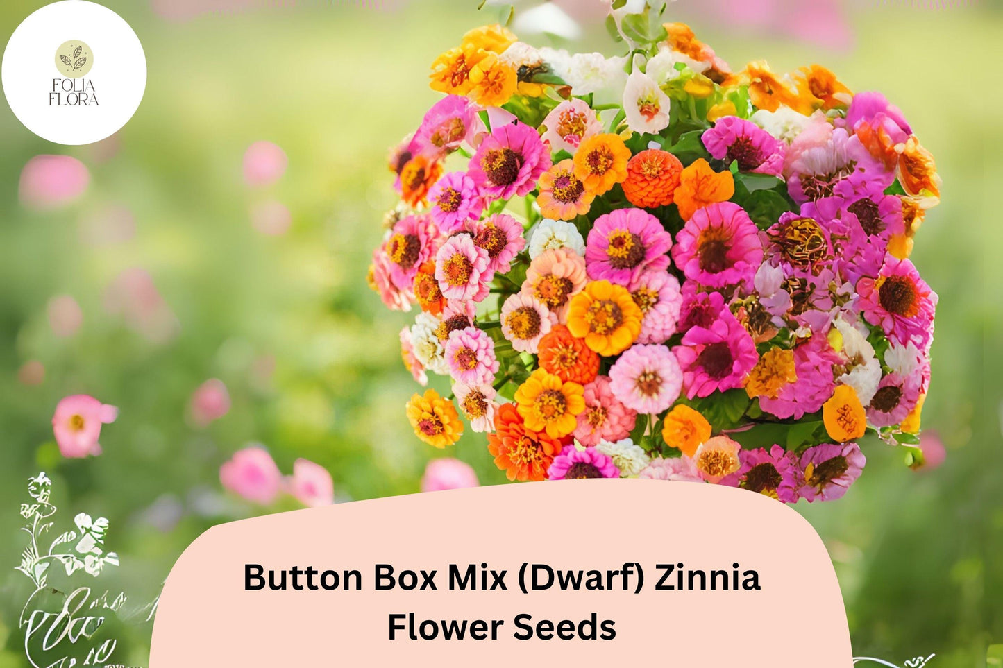 Button Box Mix Zinnia Seeds – Dwarf Annual Flowers for Borders, Pots & Garden Beds – Zinnia elegans