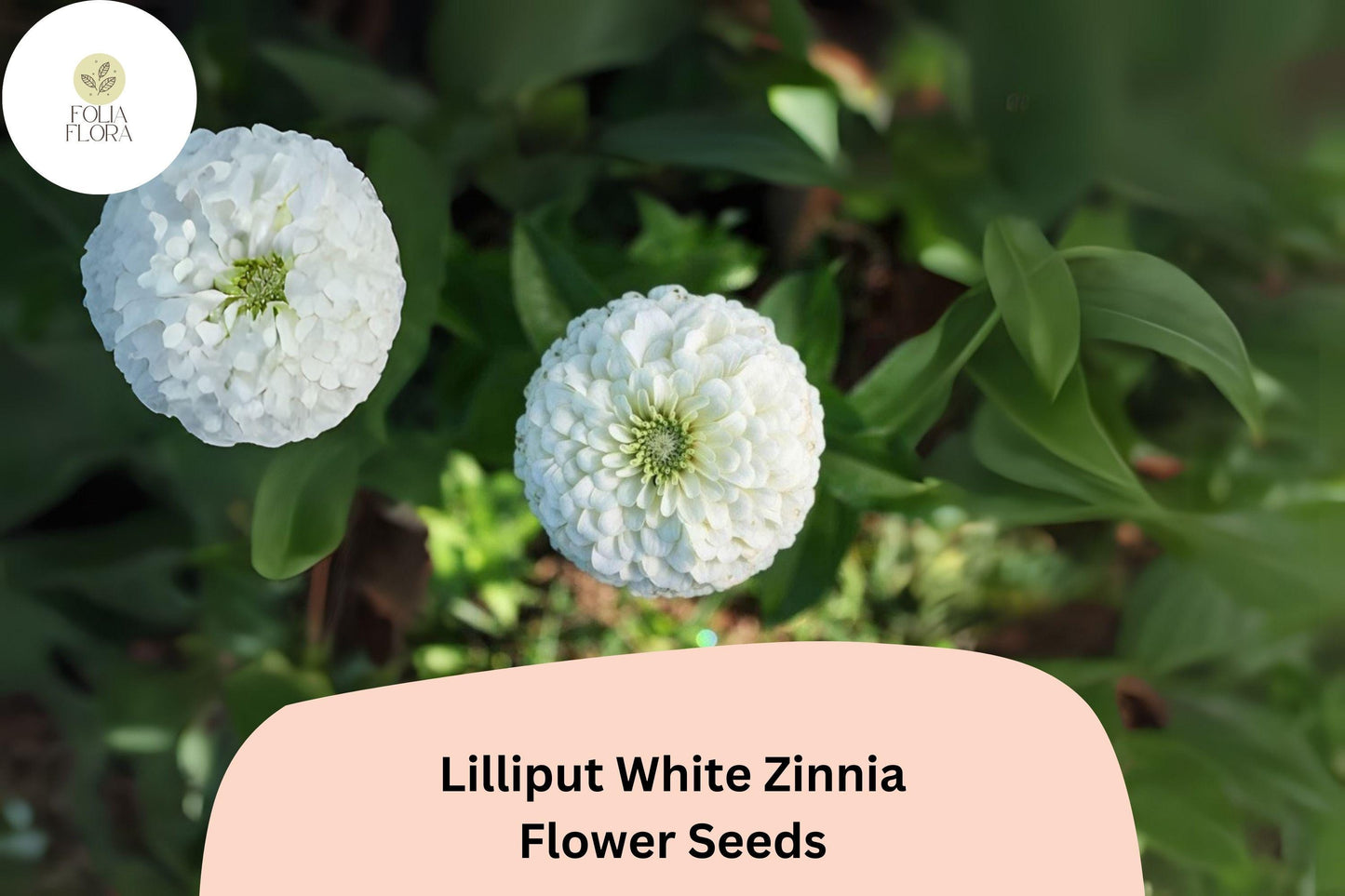100+ Lilliput White Zinnia Seeds – Compact Annual for Borders, Beds & Cut Flowers – Zinnia elegans