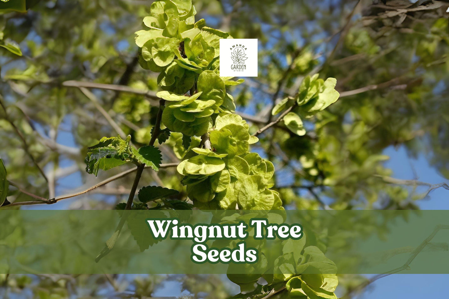 Wingnut Tree Seeds | Pterocarya fraxinifolia | Hardy Shade Tree with Winged Nuts | Grow Your Own Ornamental Deciduous Tree
