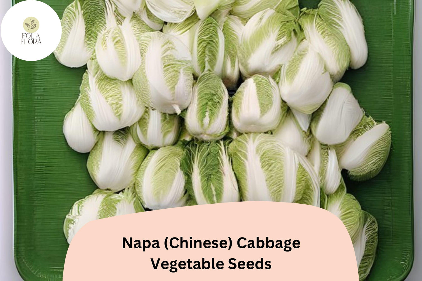 Napa Cabbage Seeds | 500+ Heirloom Brassica rapa var. pekinensis for Home Gardening, Kimchi, Stir-Fries