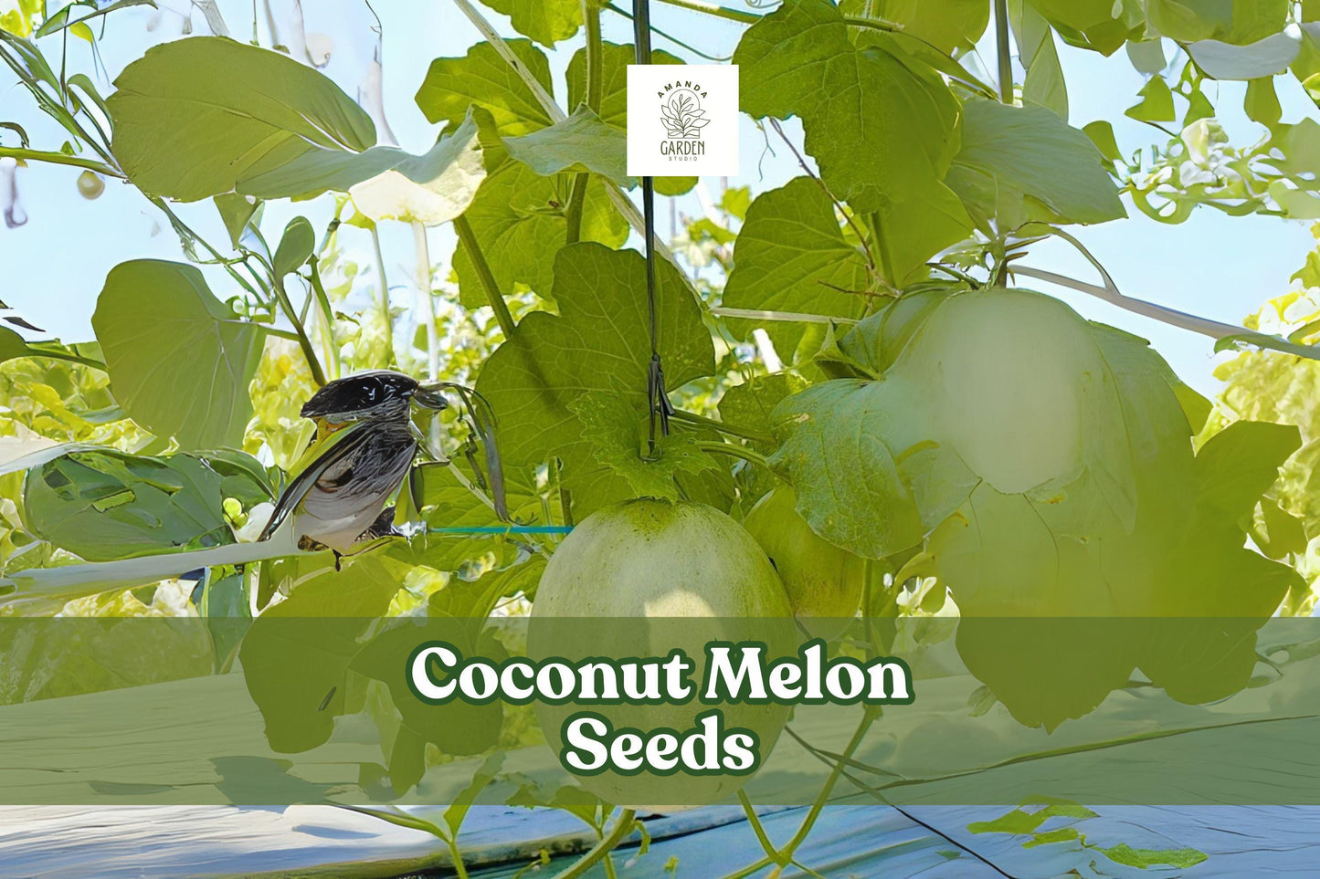 Coconut Melon Seeds – Cucumis melo Lambkin – Exotic Sweet Melon for Home Gardens, Vining Fruit Seed