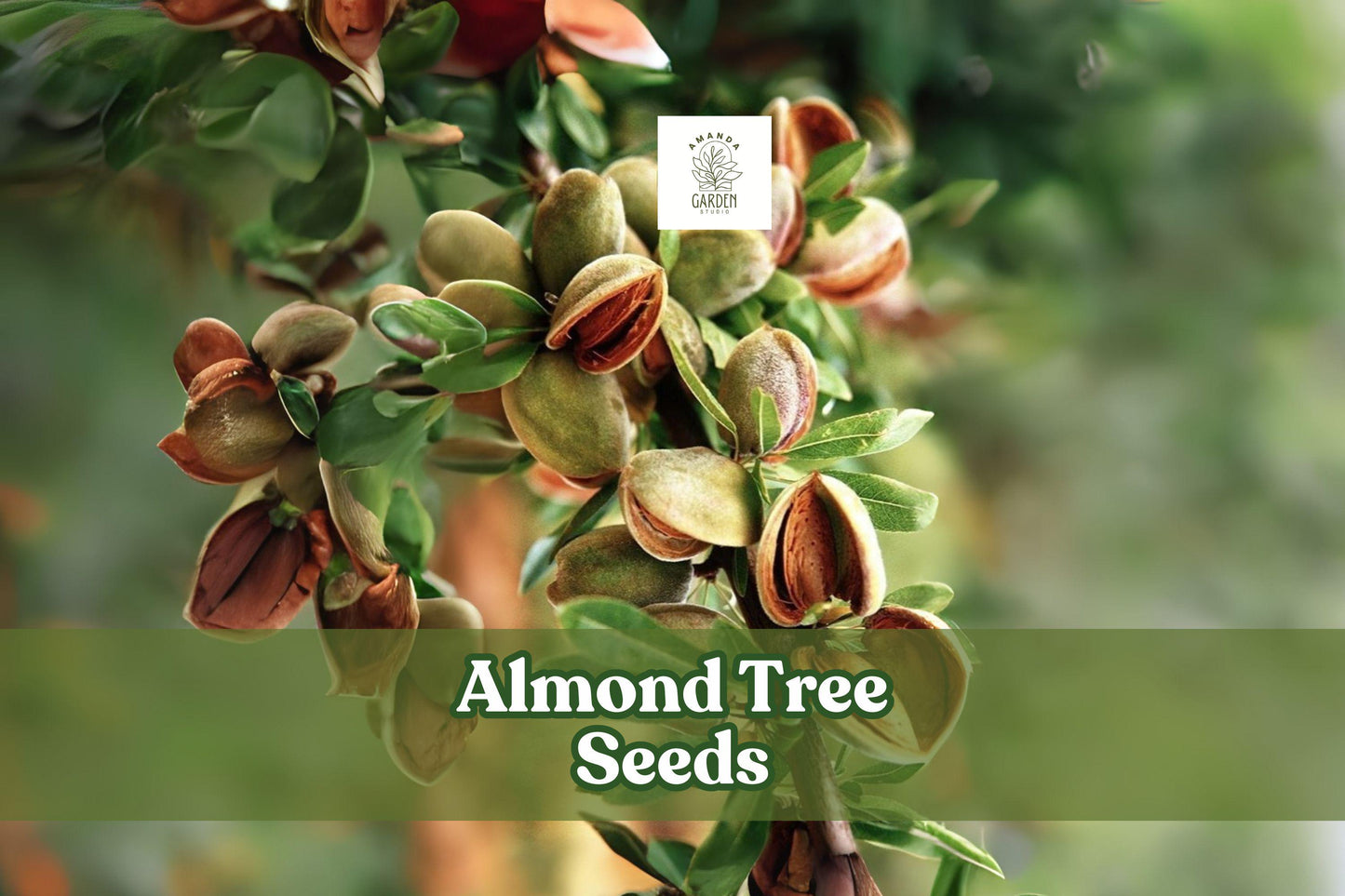 Almond Tree Seeds Prunus dulcis Flowering & Fruiting Bonsai Potential 20 Seeds for Orchard Garden