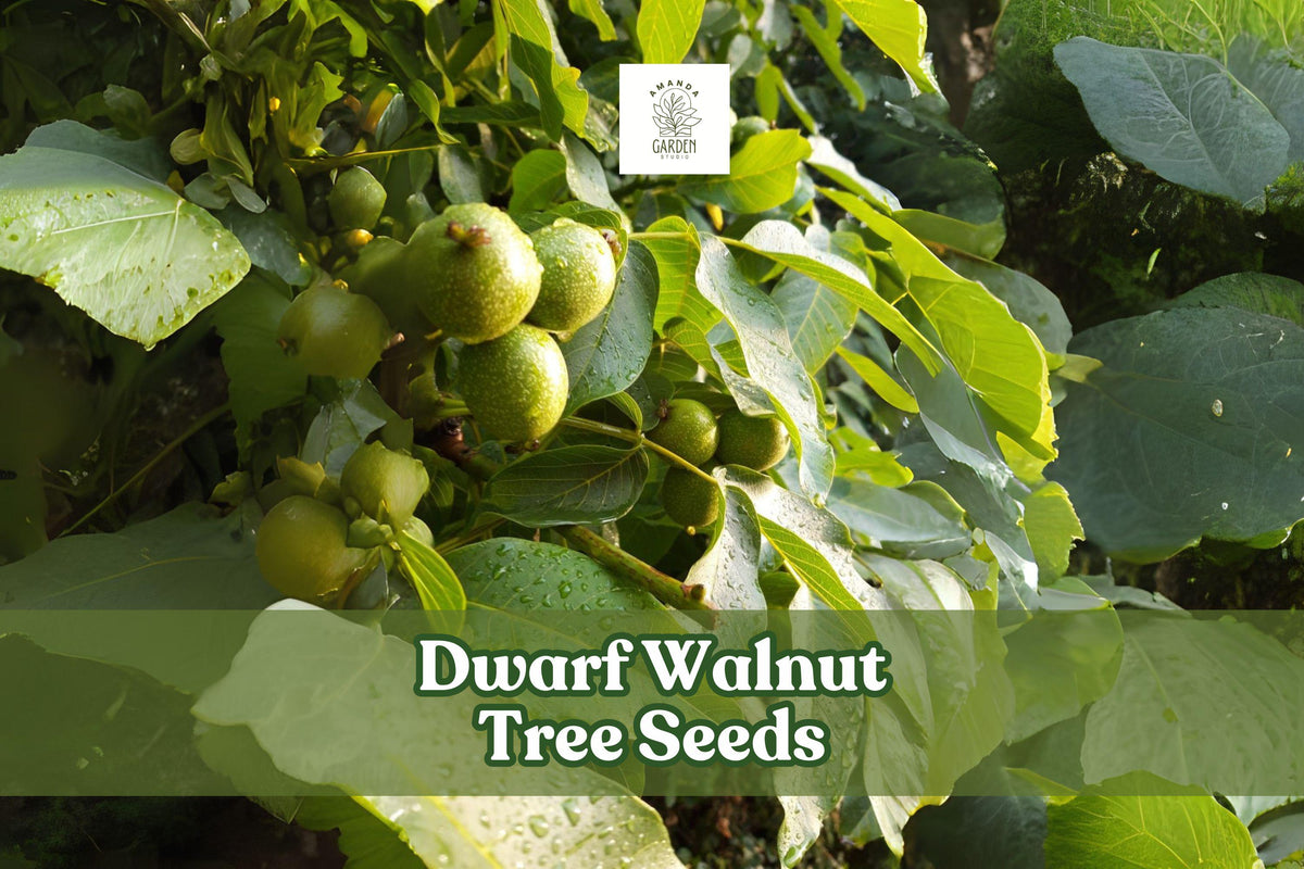 Dwarf Walnut Tree Seeds Juglans regia Edible Nuts Hardy Shade Tree for Garden & Orchard