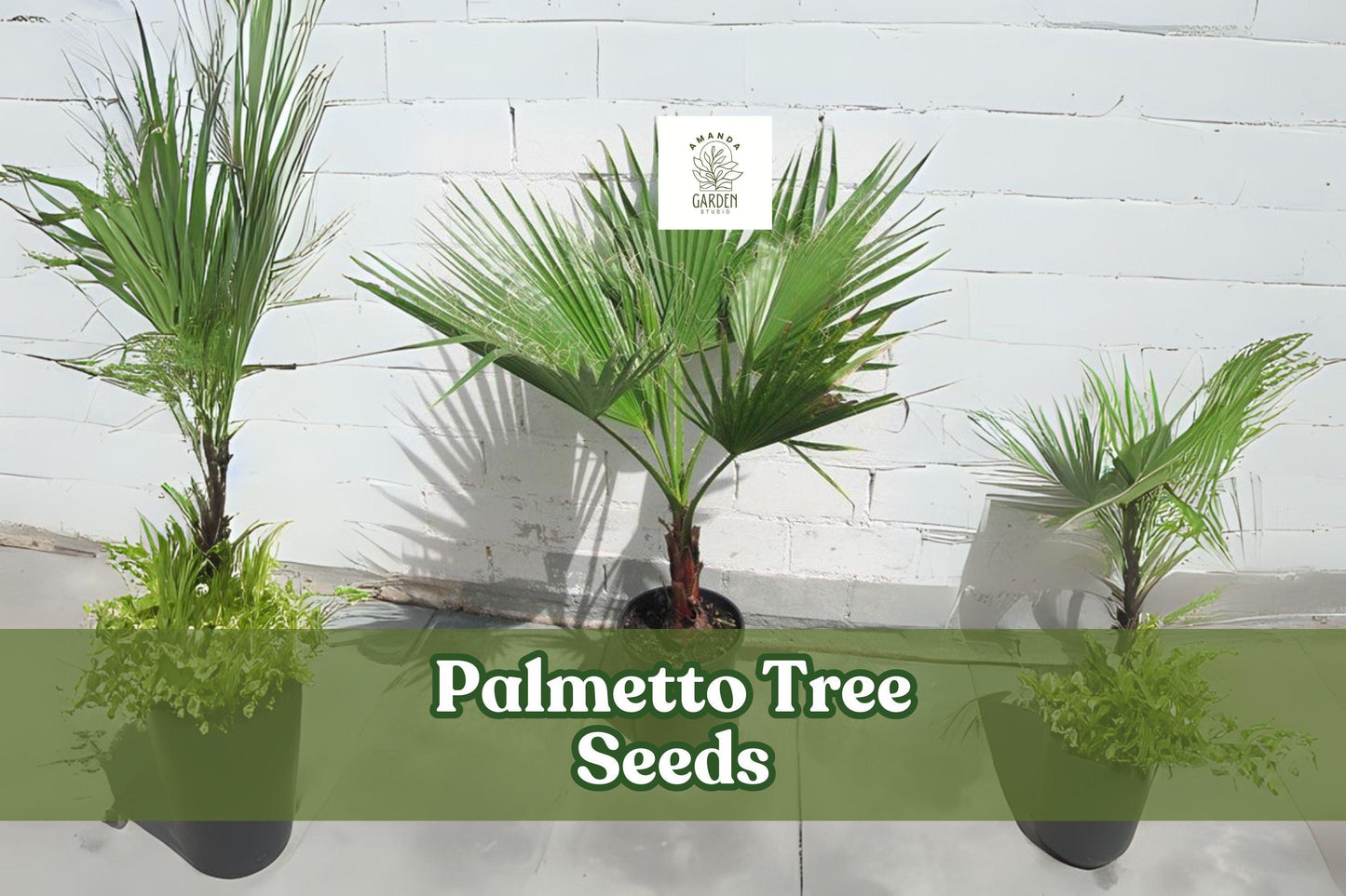 Sabal Palmetto Seeds – Palmetto Tree, Cabbage Palm, Coastal Hardy, Evergreen Palm, 10 Pack