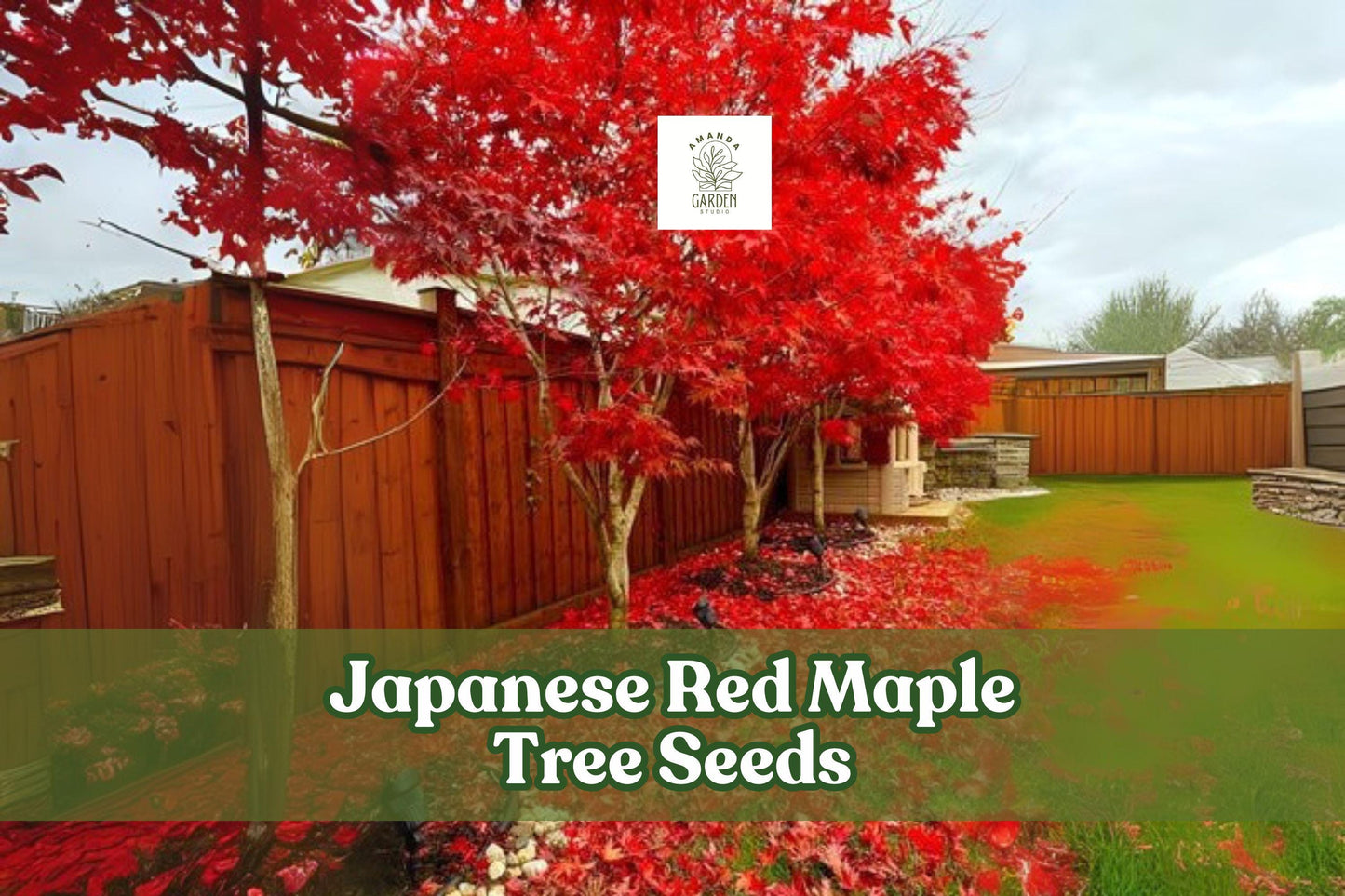 Japanese Red Maple Tree Seeds, Acer palmatum, Ornamental Bonsai & Landscape Accent, 30 Seeds