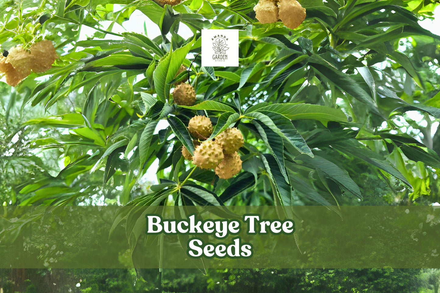 Ohio Buckeye Tree Seeds – Aesculus glabra – Native Deciduous Shade Tree for Landscaping and Wildlife