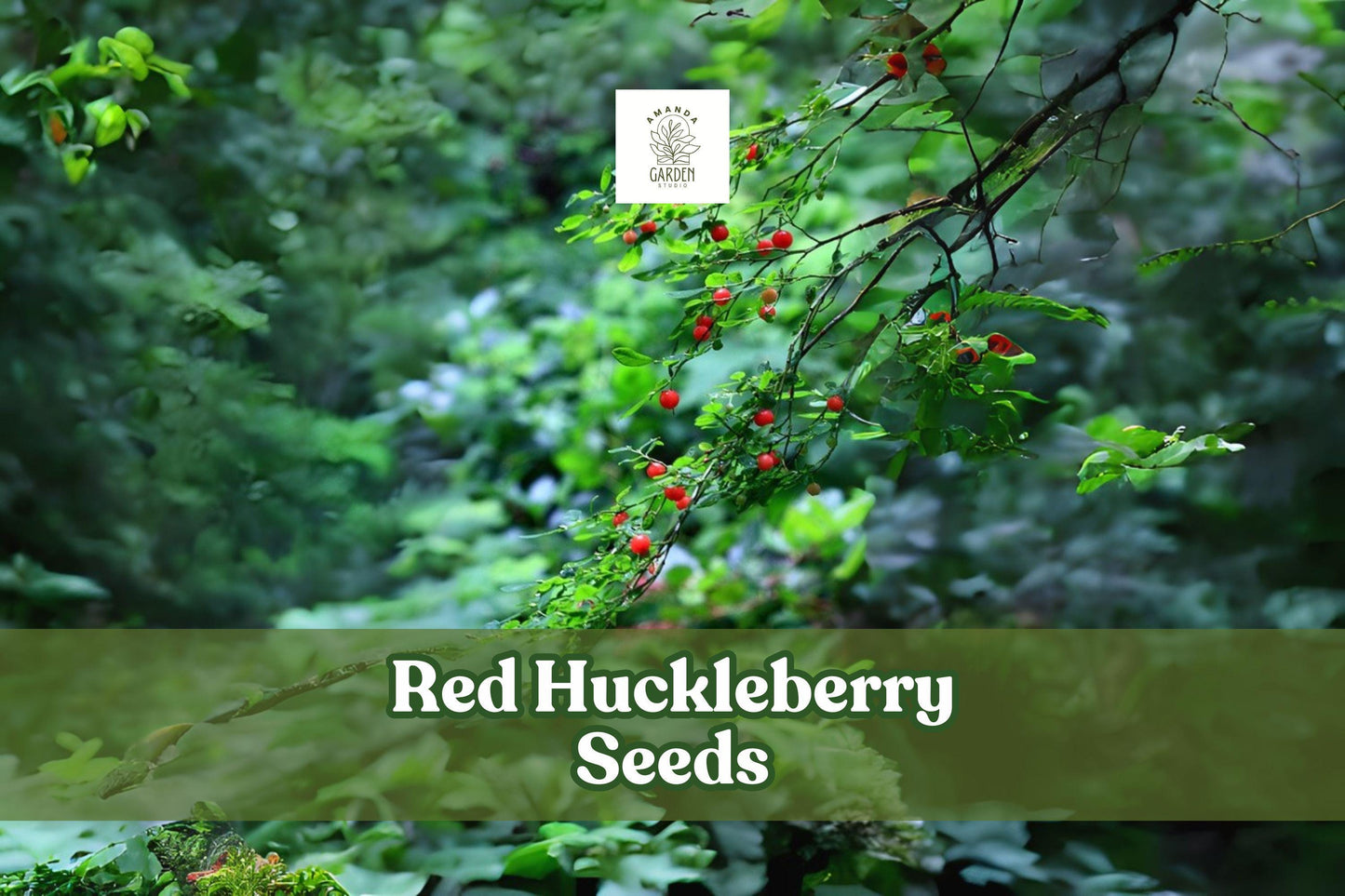 30 Red Huckleberry Seeds Vaccinium parvifolium Edible Berry Shrub for Native Gardens & Wildlife