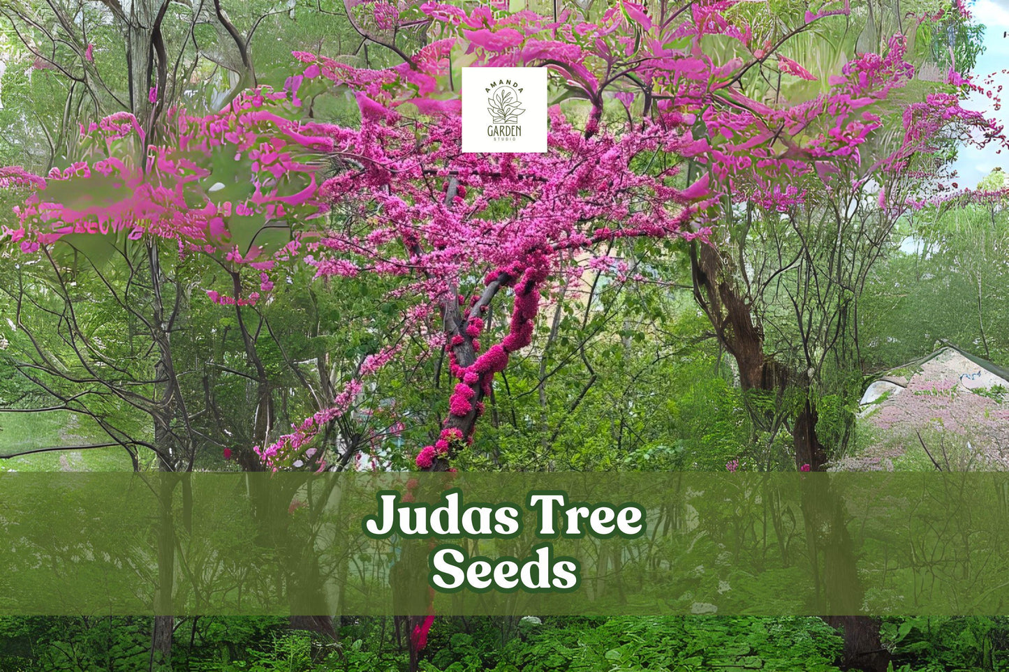 20 Judas Tree Seeds – Cercis siliquastrum Ornamental Flowering Tree for Garden or Bonsai