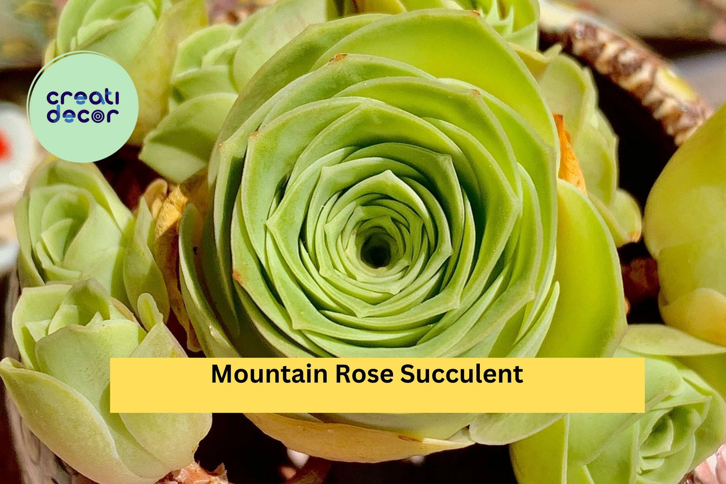 Mountain Rose Succulent Plant – Rare Greenovia dodrantalis with Pink Rosette – Indoor & Outdoor Drought-Tolerant Succulent