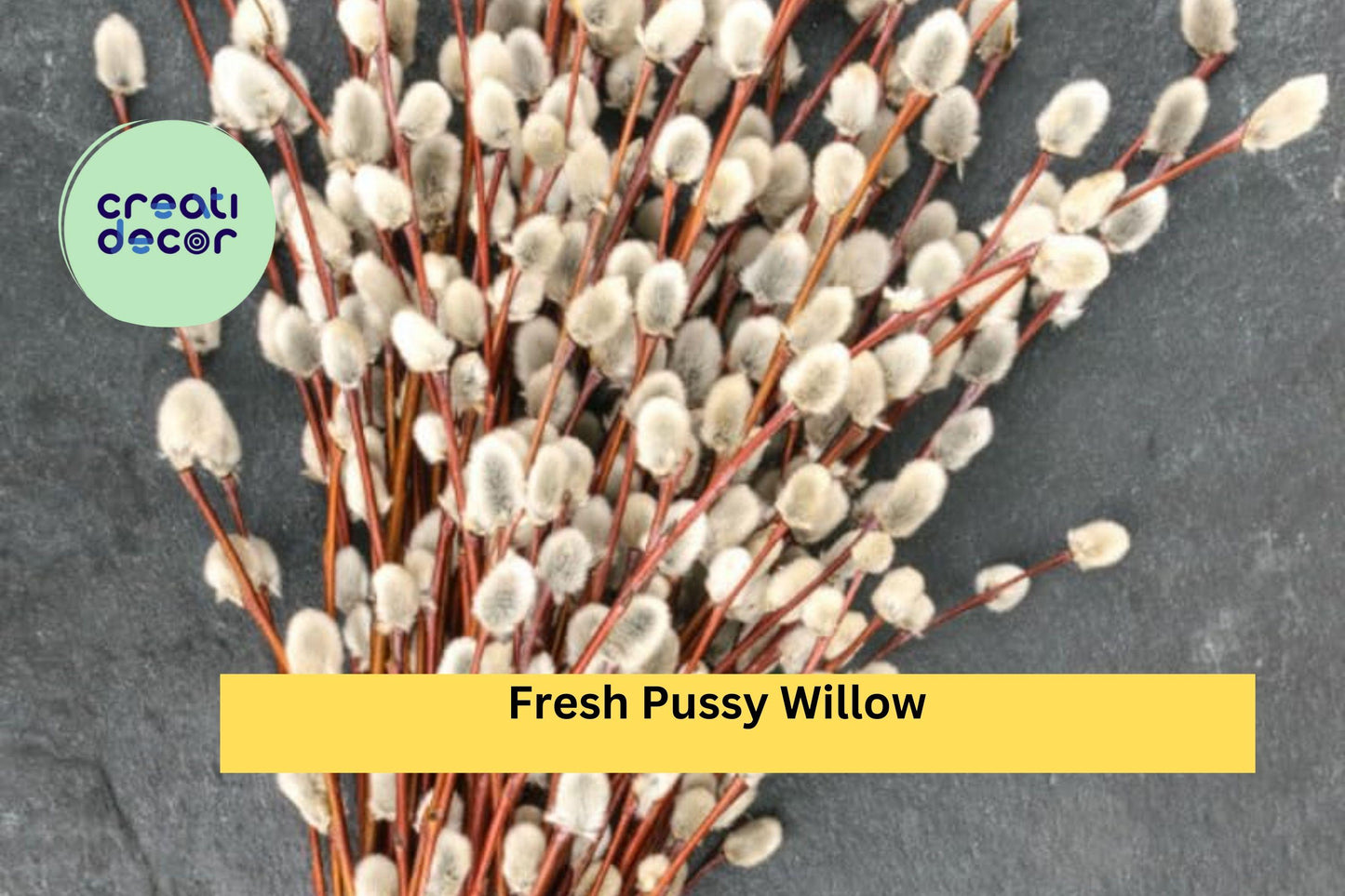 Fresh Pussy Willow Cuttings – Unrooted Salix discolor Stems for Planting, Garden, and Floral Arrangements
