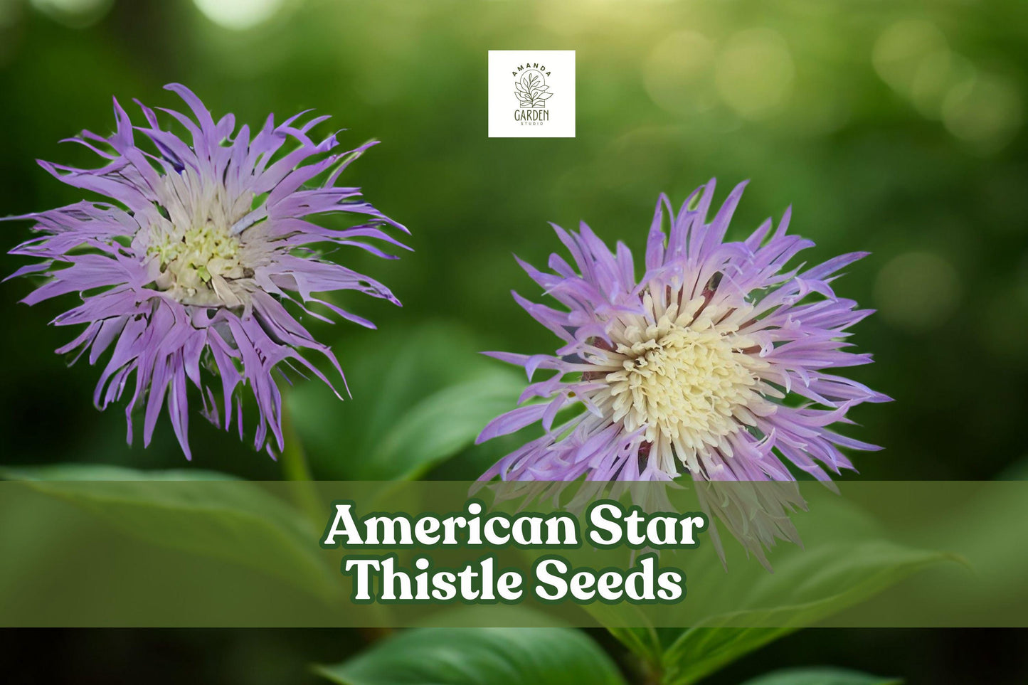100 American Star Thistle Seeds – Centaurea americana Wildflower, Purple Fragrant Blooms, Pollinator Friendly, Basket Flower Seeds
