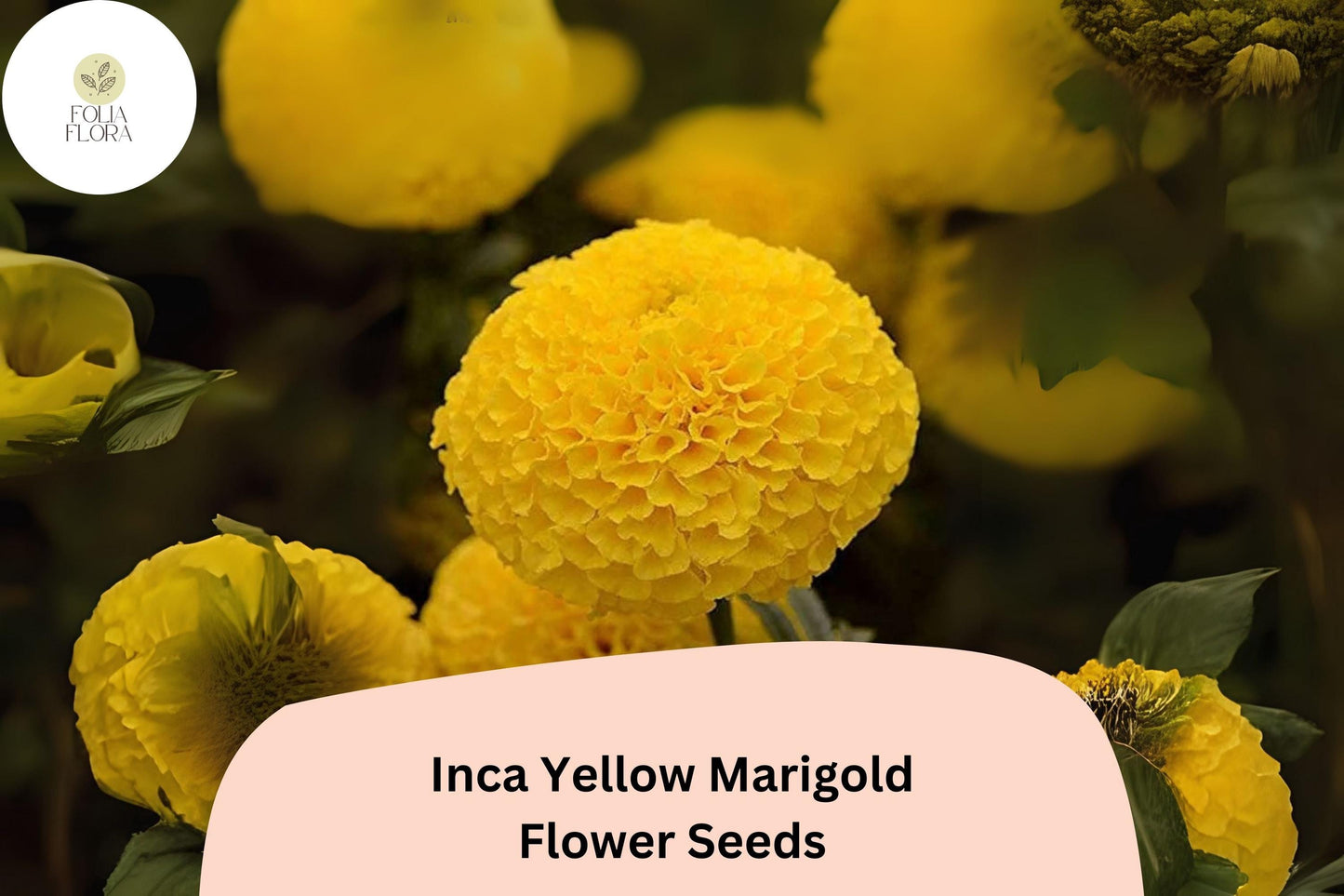 Inca Yellow Marigold Seeds | Tagetes erecta | Bright Yellow Blooms | Easy to Grow Annual Flower